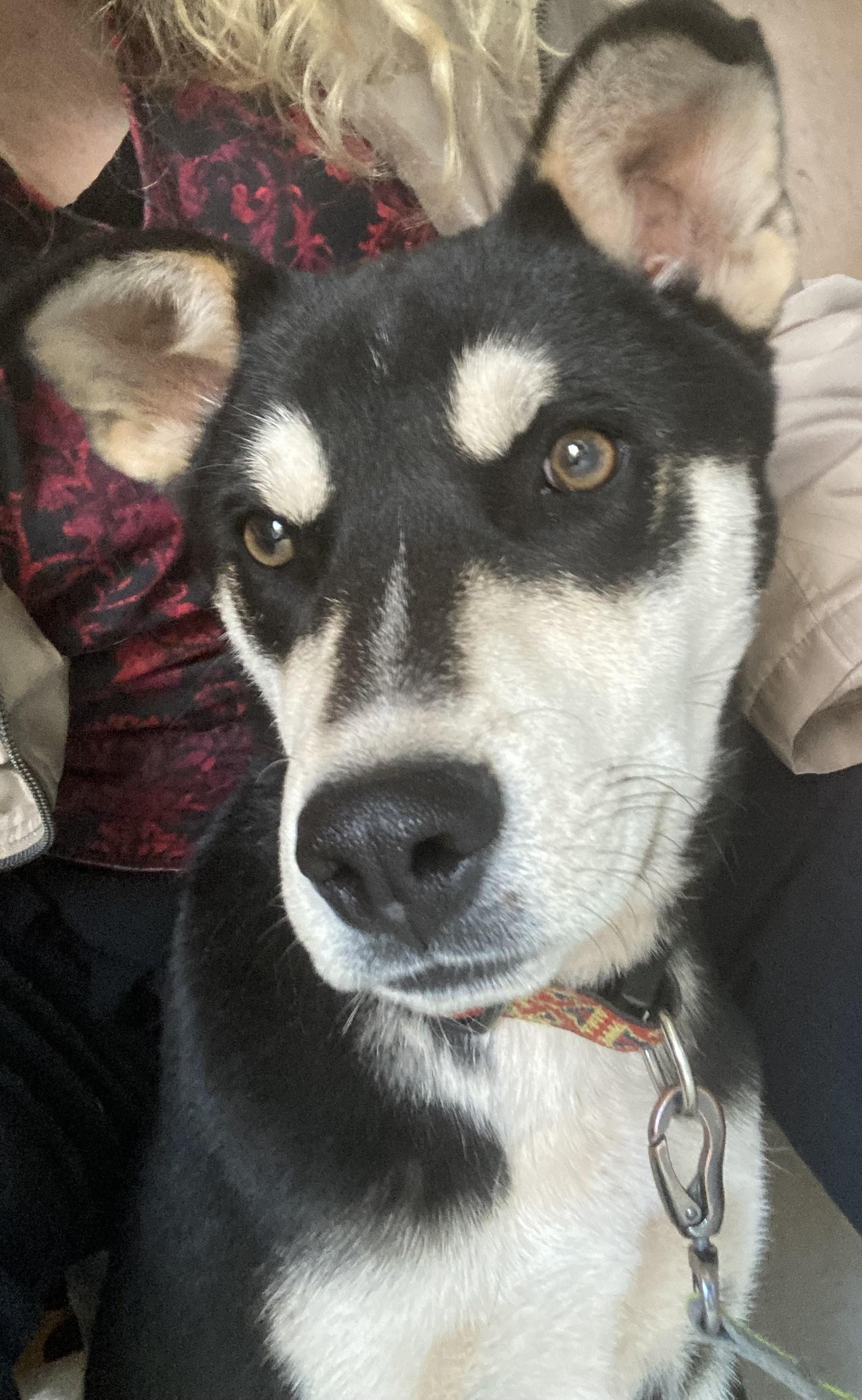 Zorro, Young Male Shepherd