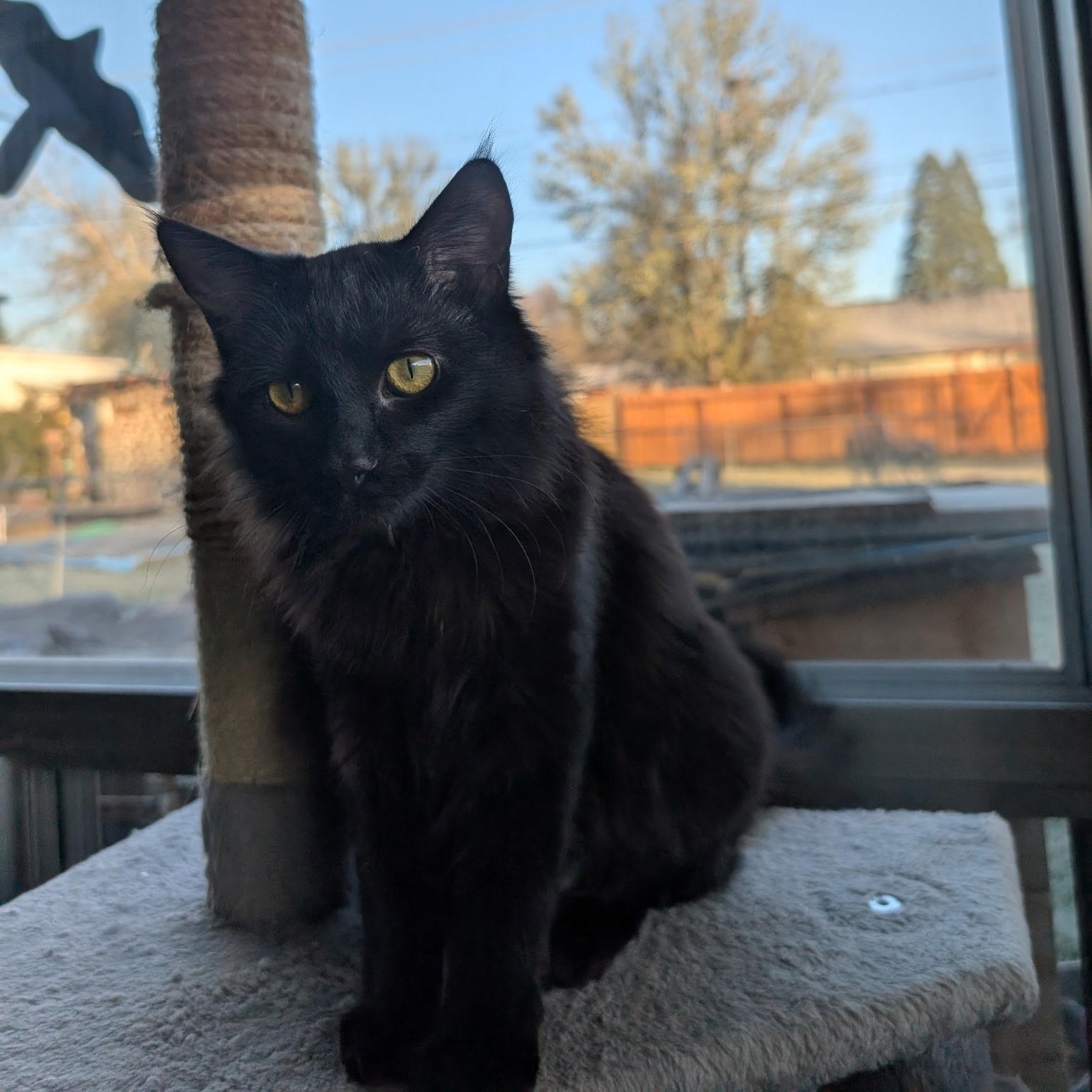 Enlarge Roxy, a Adoptable Domestic Medium Hair in Springfield, OR image 4/6