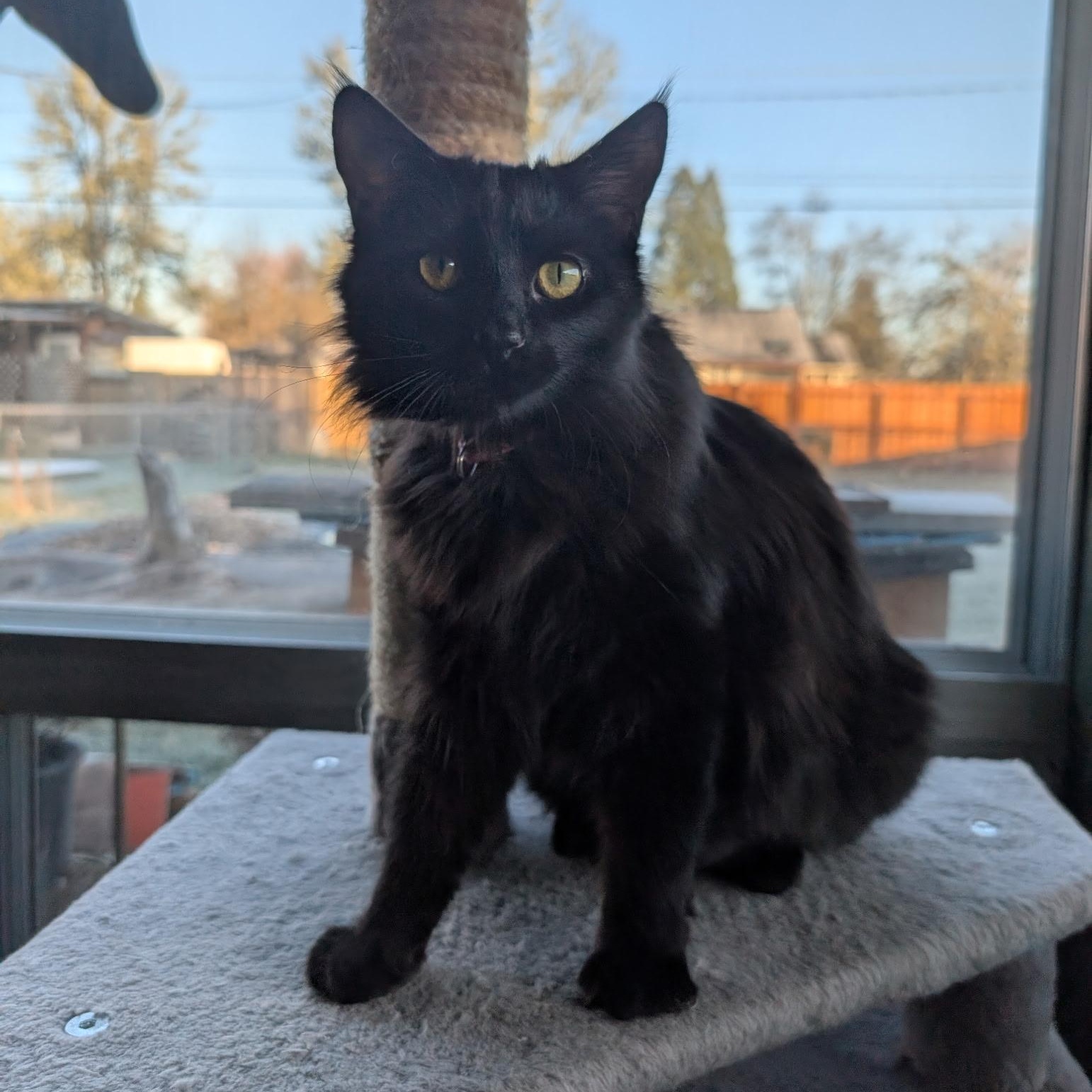 Roxy, Adoptable, Kitten Female Domestic Medium Hair.