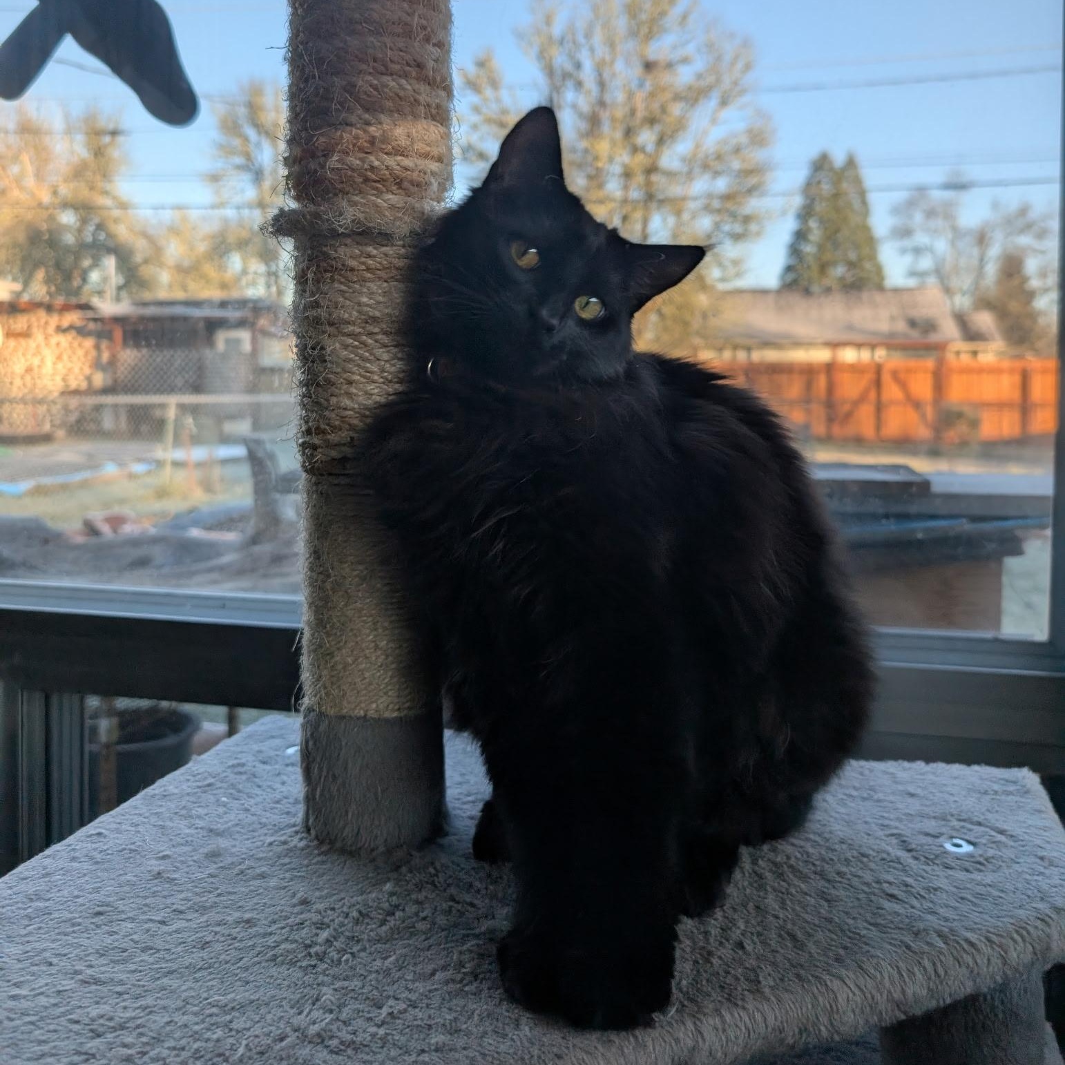 Enlarge Roxy, a Adoptable Domestic Medium Hair in Springfield, OR image 3/6