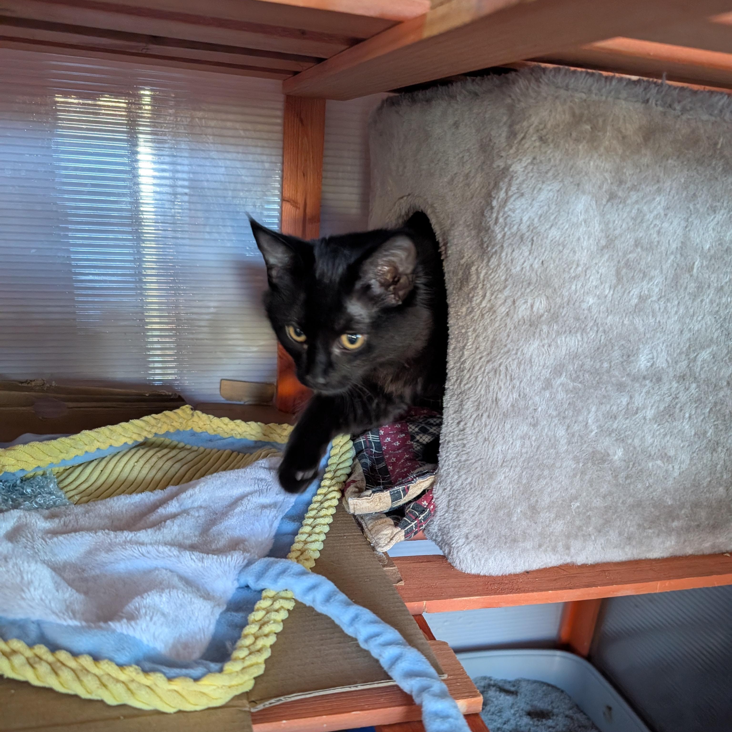 Enlarge Roxy, a Adoptable Domestic Medium Hair in Springfield, OR image 2/6
