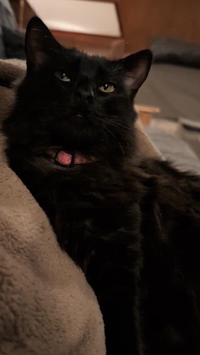 Enlarge Roxy, a Adoptable Domestic Medium Hair in Springfield, OR video 6/6