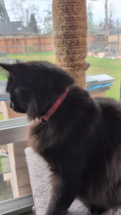 Enlarge Roxy, a Adoptable Domestic Medium Hair in Springfield, OR video 5/6