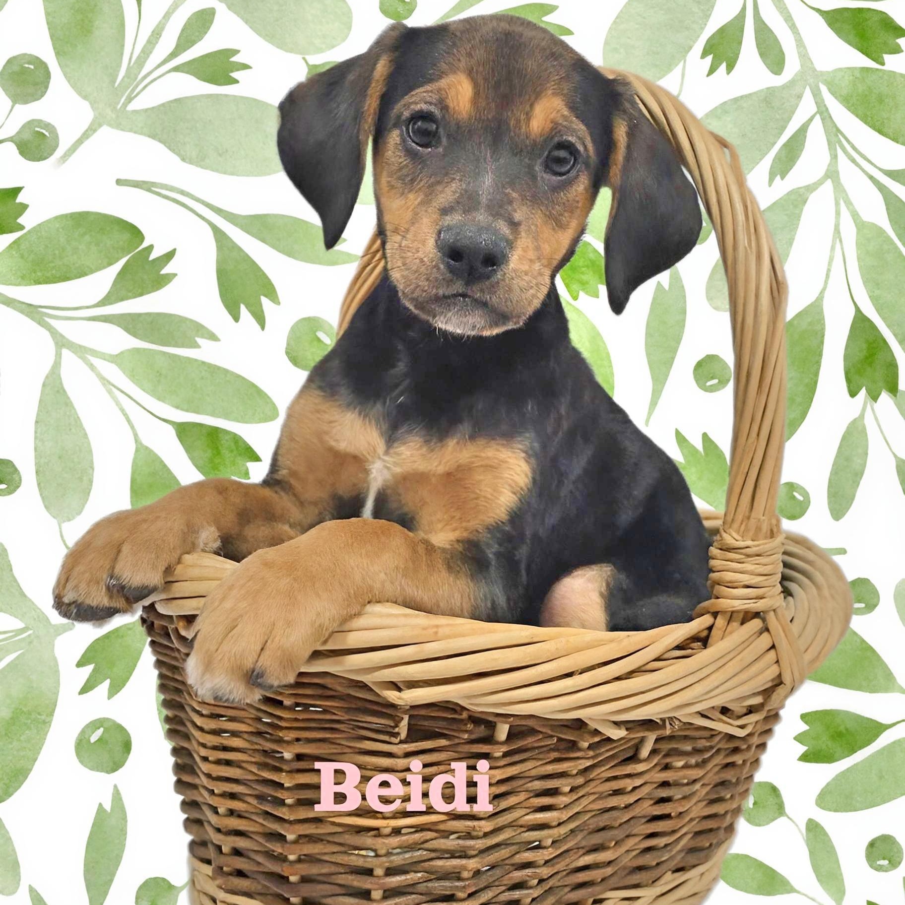 Beidi , adopted, Puppy Female Mixed Breed.