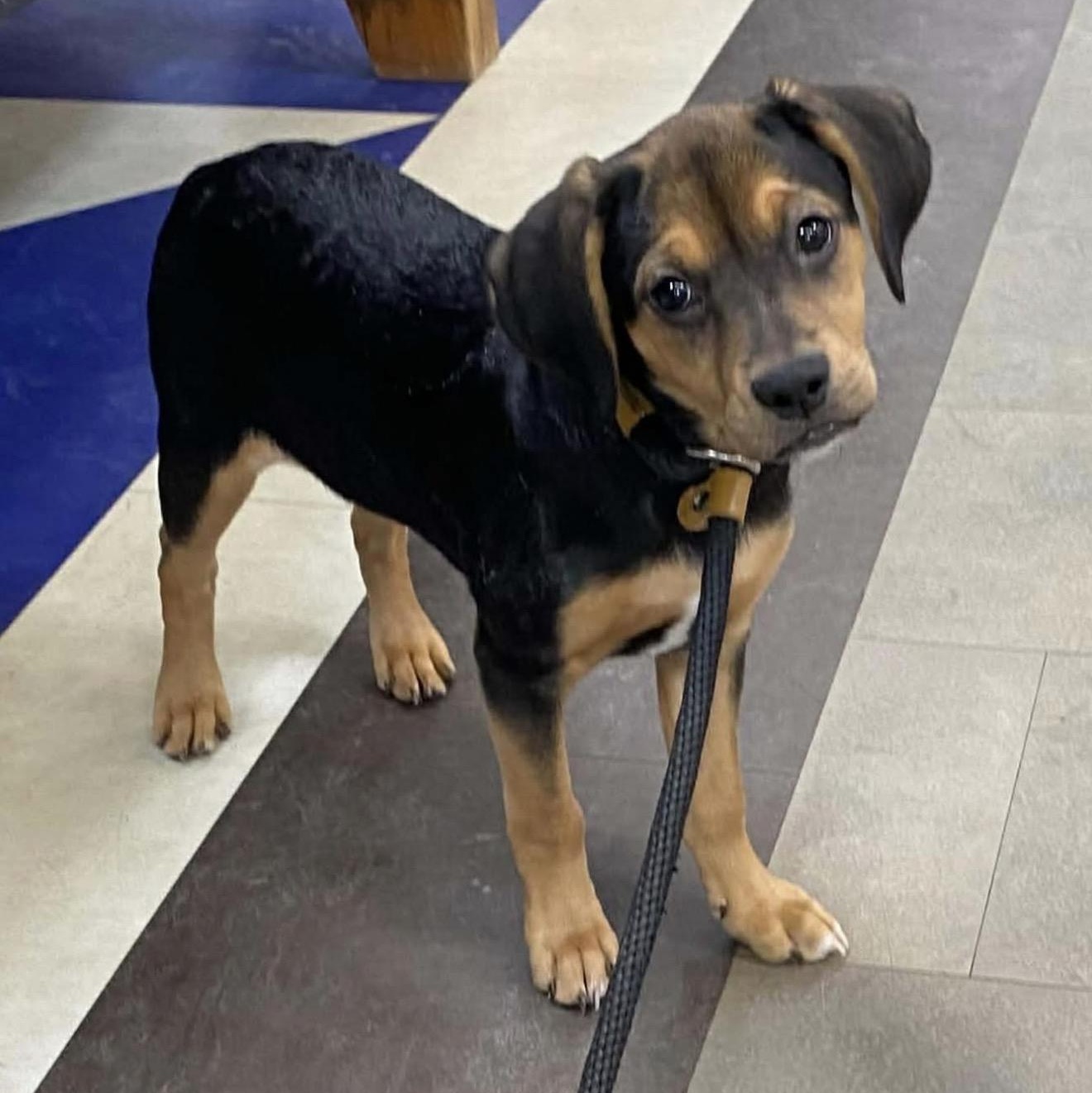 Enlarge Beidi , an adopted mixed breed in Joliet, IL image 2/2