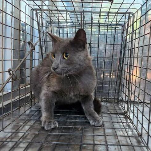 Enlarge Glacier, a Adoptable Domestic Short Hair in Graham, TX image 4/4