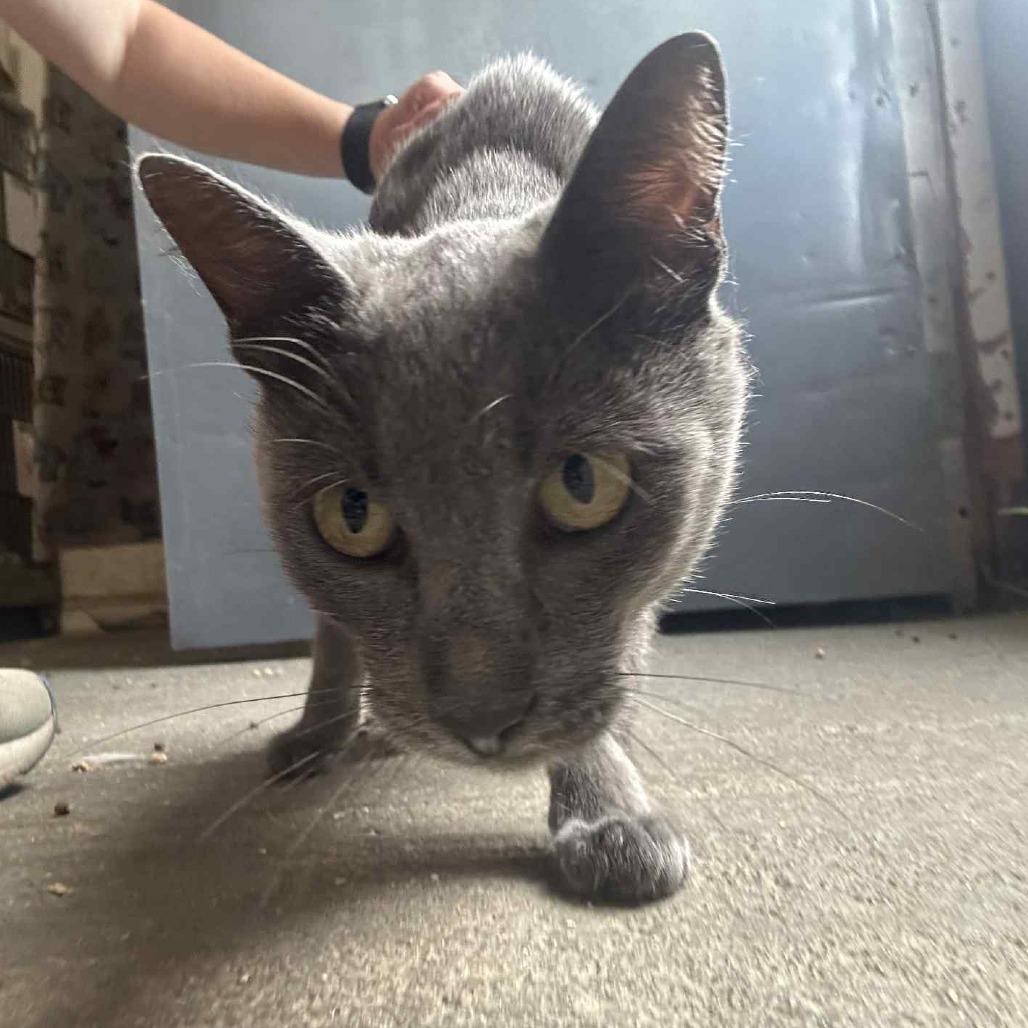 Enlarge Glacier, a Adoptable Domestic Short Hair in Graham, TX image 3/4