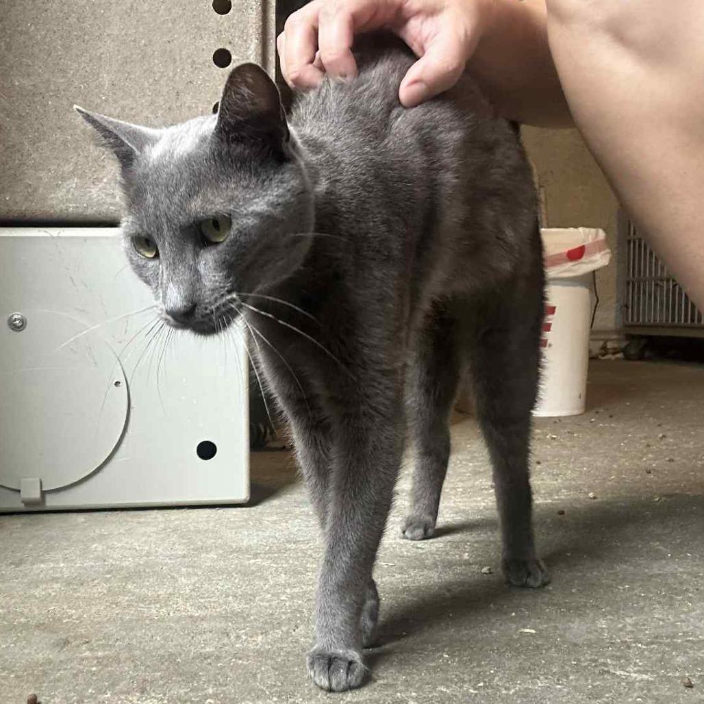 Enlarge Glacier, a Adoptable Domestic Short Hair in Graham, TX image 2/4