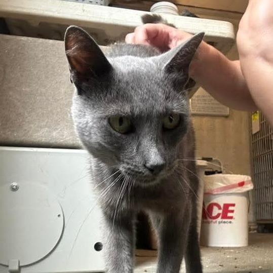 Enlarge Glacier, a Adoptable Domestic Short Hair in Graham, TX image 1/4