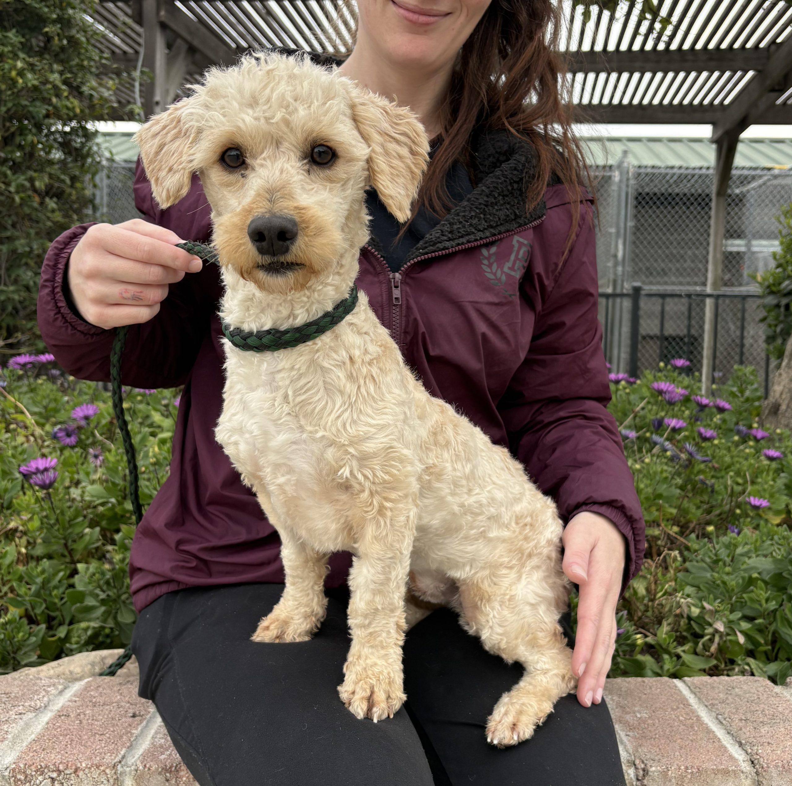 Indie, Adoptable, Young Female Maltipoo.