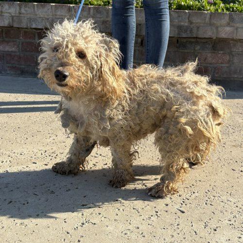 Indie, a Adoptable Maltipoo in Lathrop, CA image 2/2