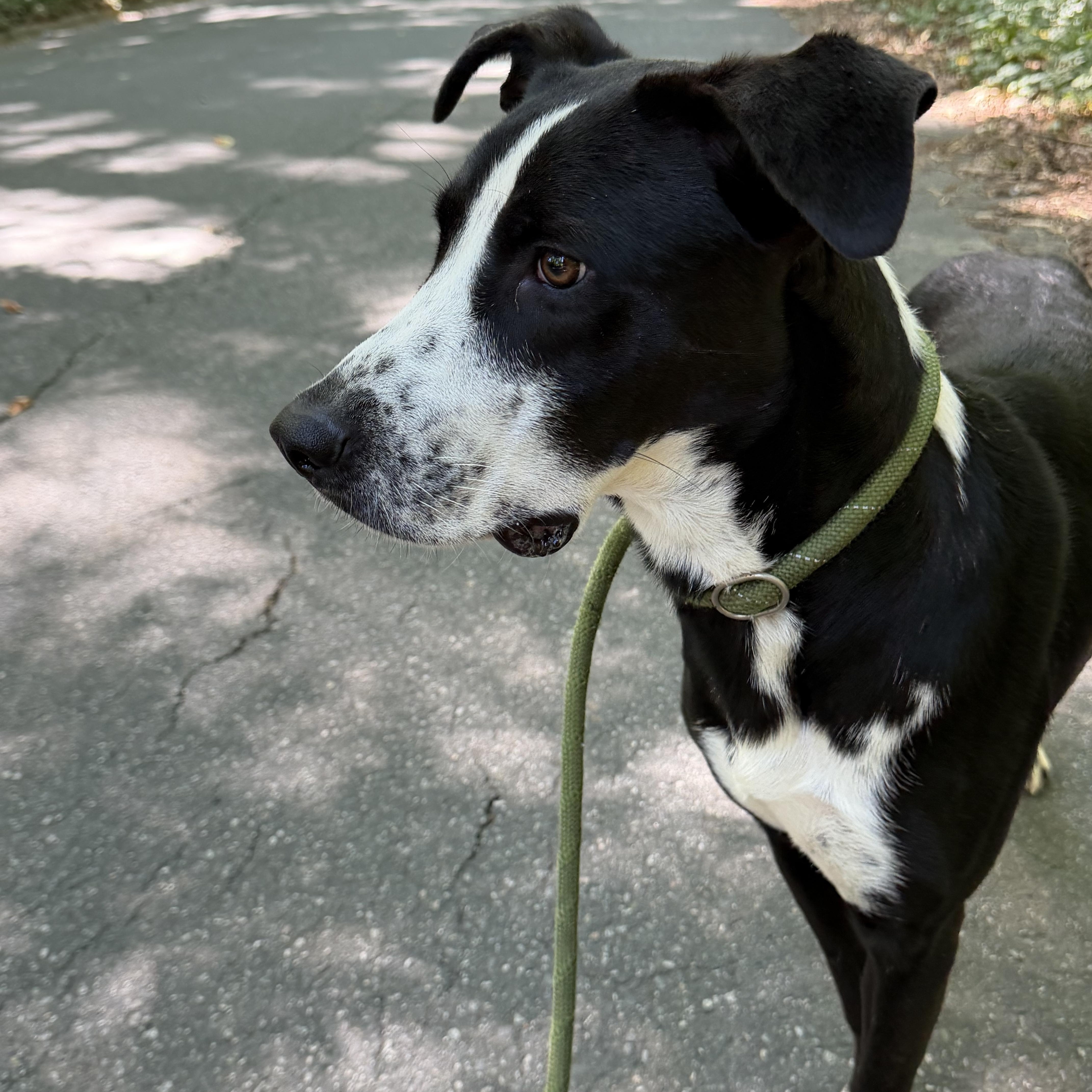 Pantera, Adoptable, Young Male Labrador Retriever & German Shorthaired Pointer.