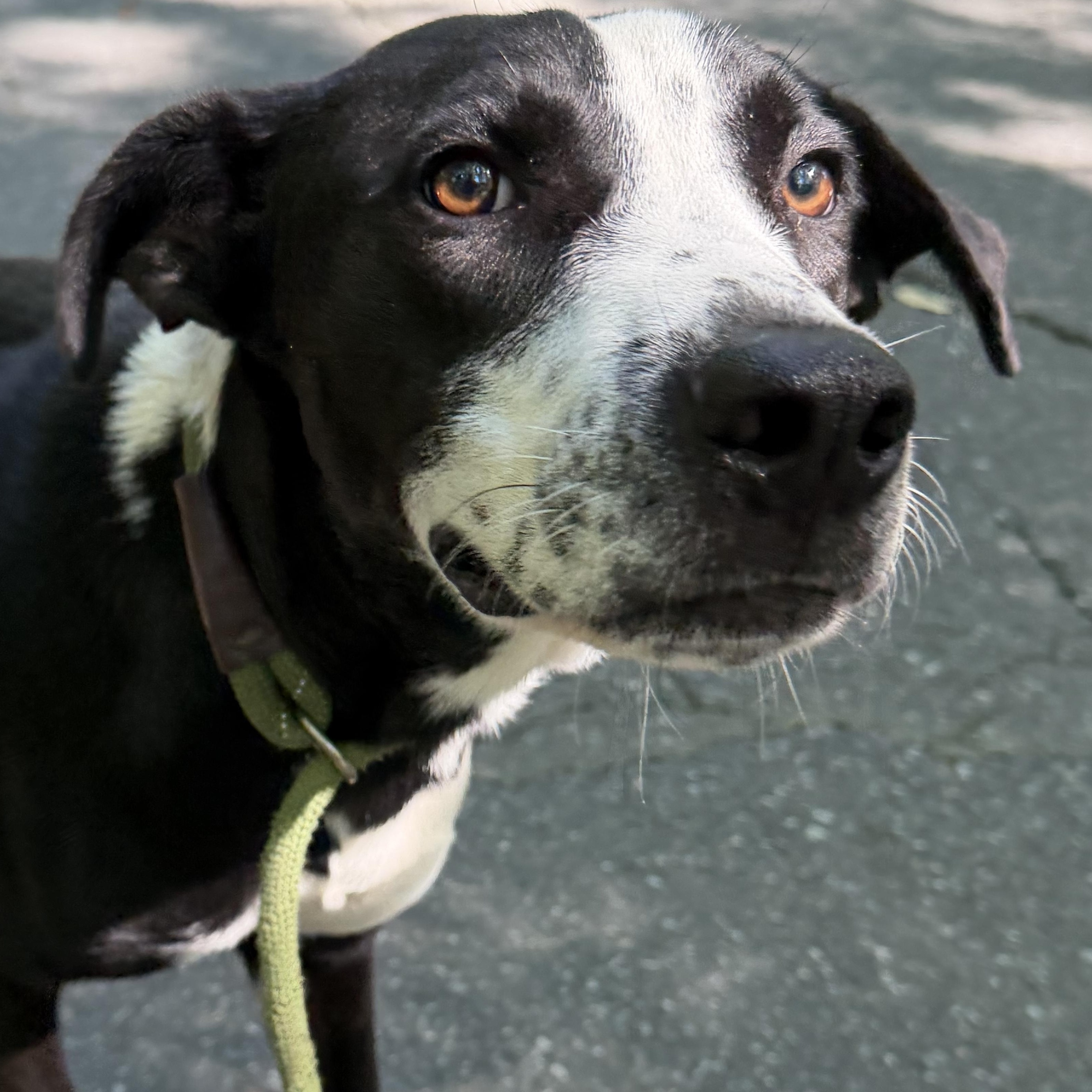 Enlarge Pantera, a Adoptable mixed breed in Charlotte, NC image 6/6
