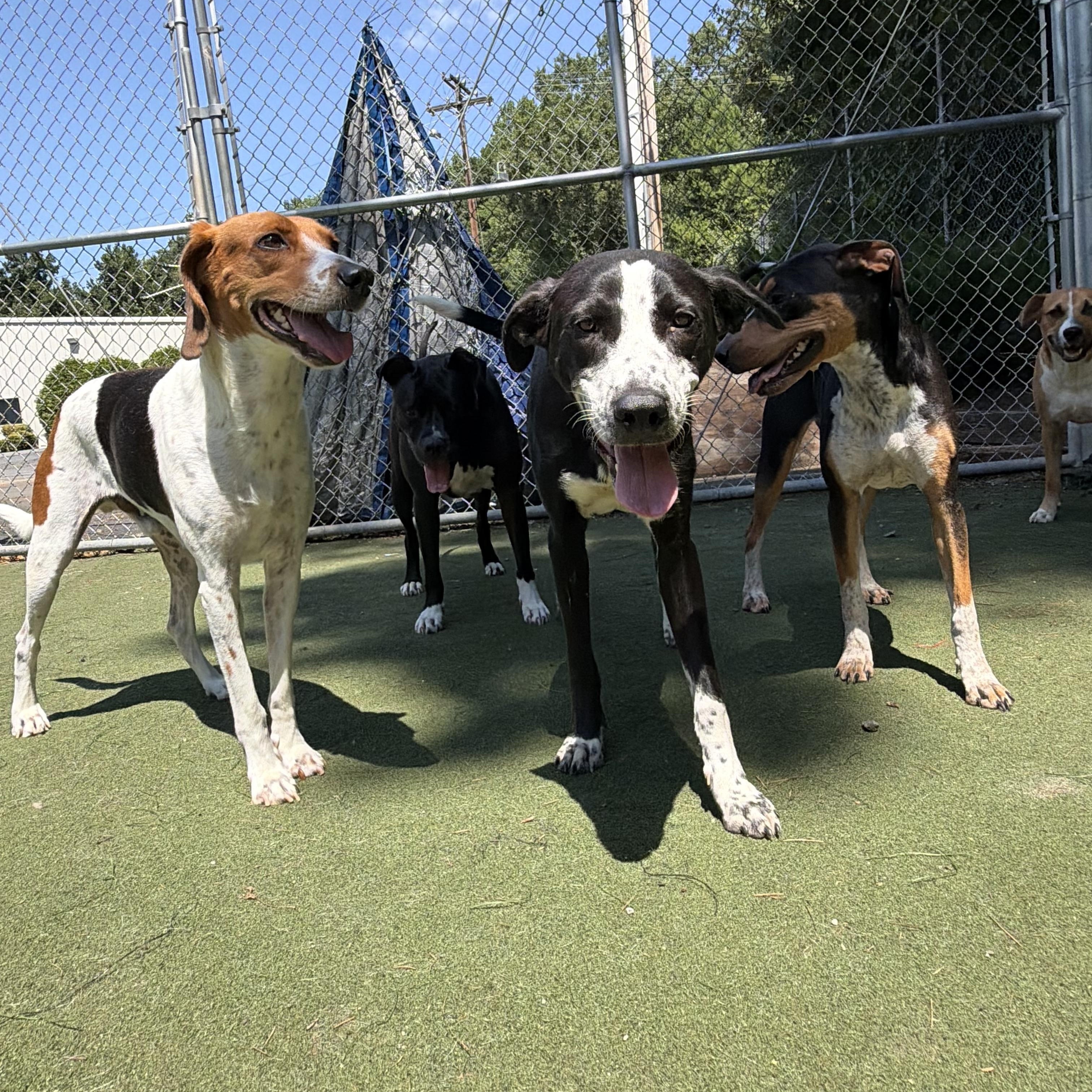 Enlarge Pantera, a Adoptable mixed breed in Charlotte, NC image 3/6