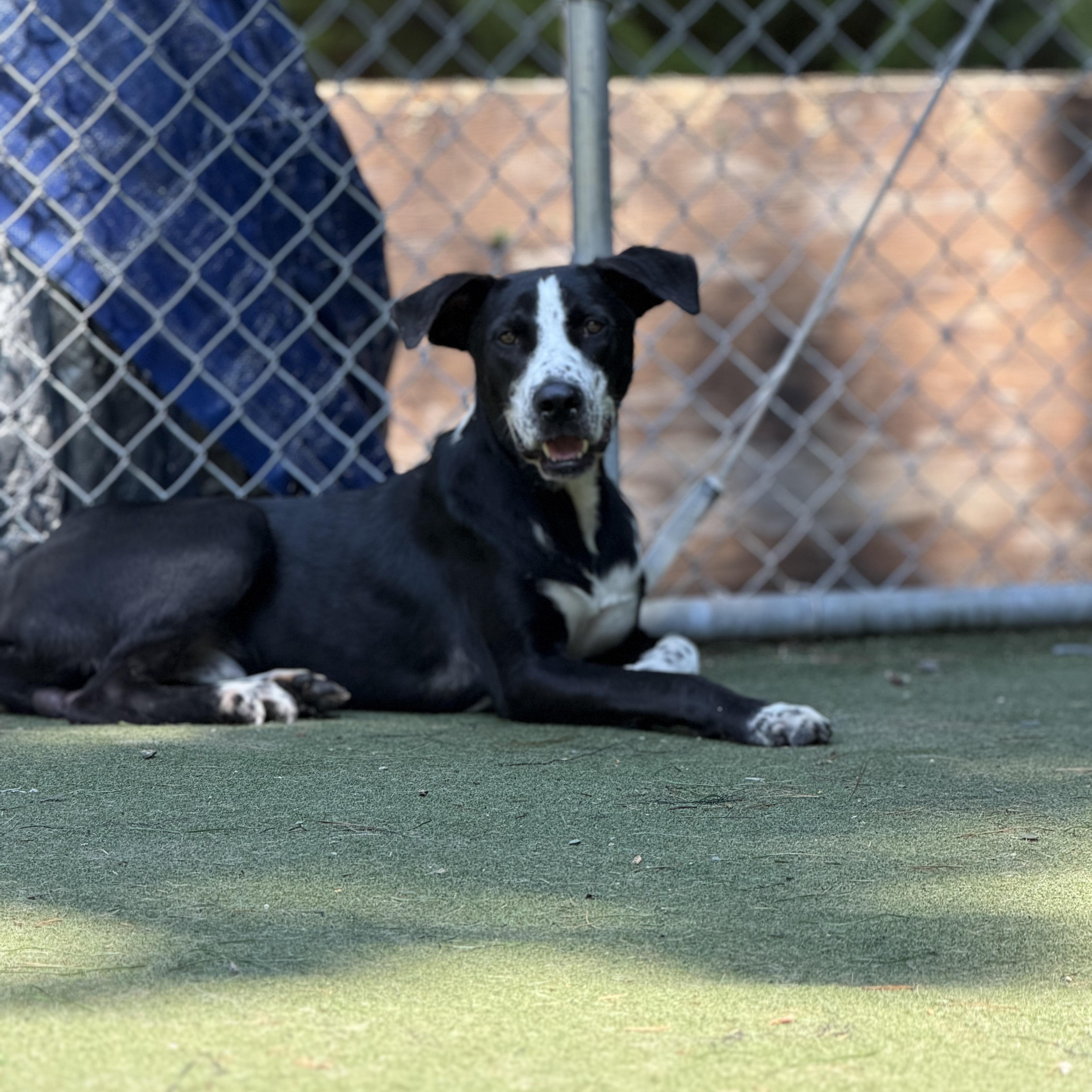 Enlarge Pantera, a Adoptable mixed breed in Charlotte, NC image 4/6