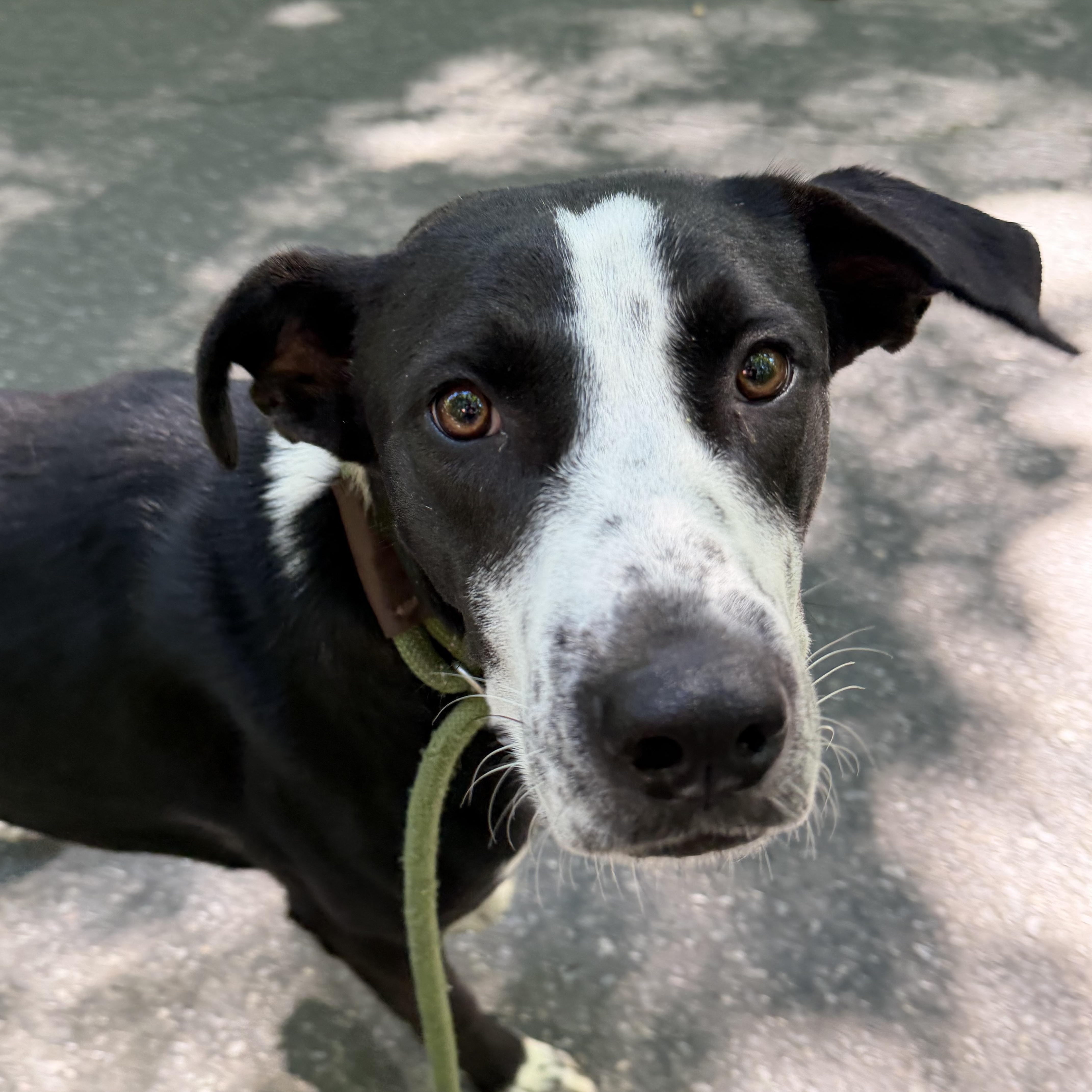 Enlarge Pantera, a Adoptable mixed breed in Charlotte, NC image 5/6