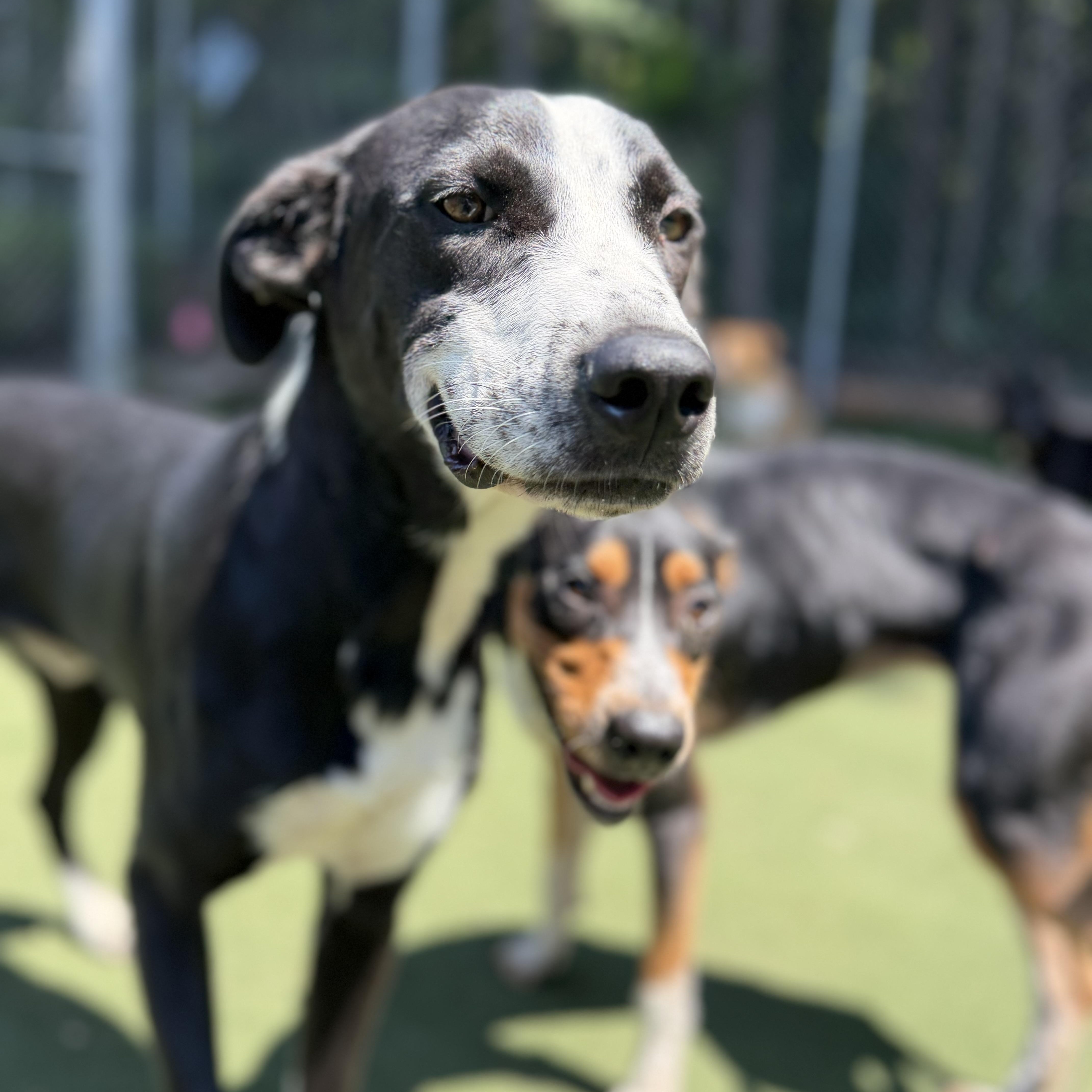 Enlarge Pantera, a Adoptable mixed breed in Charlotte, NC image 2/6
