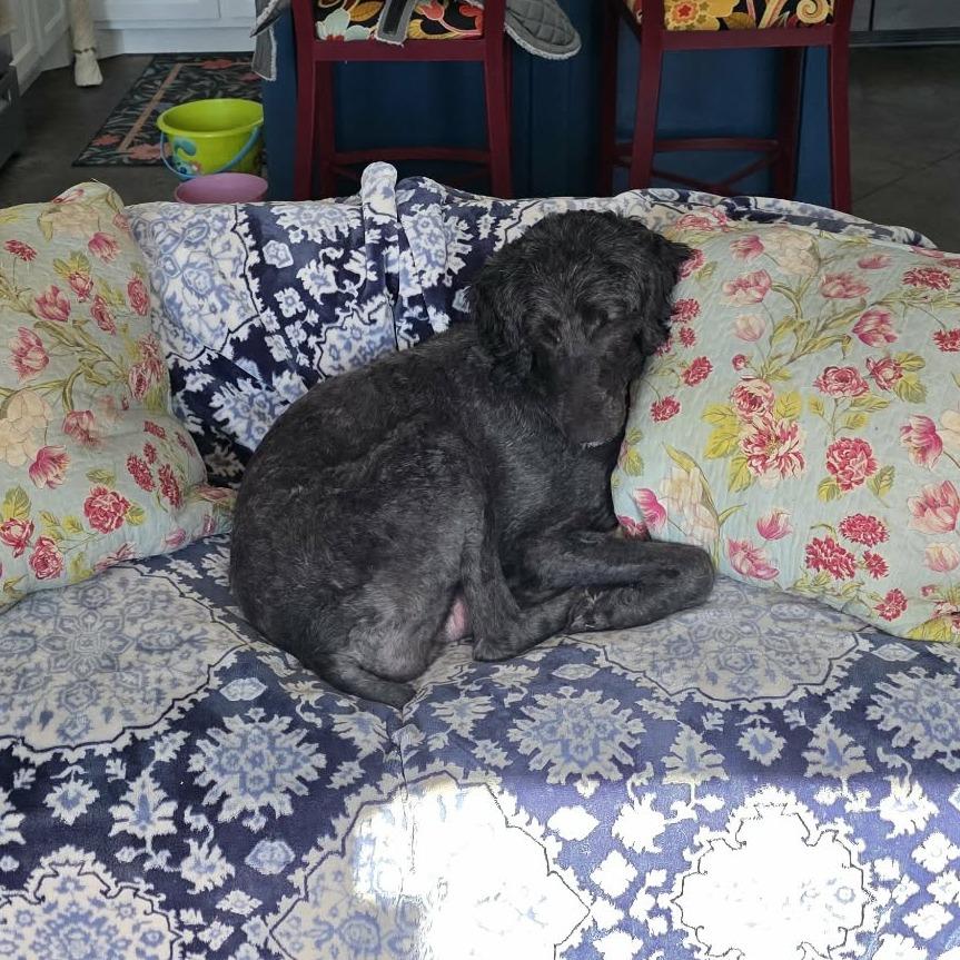 Snow White, Adoptable, Young Female Standard Poodle & Retriever.