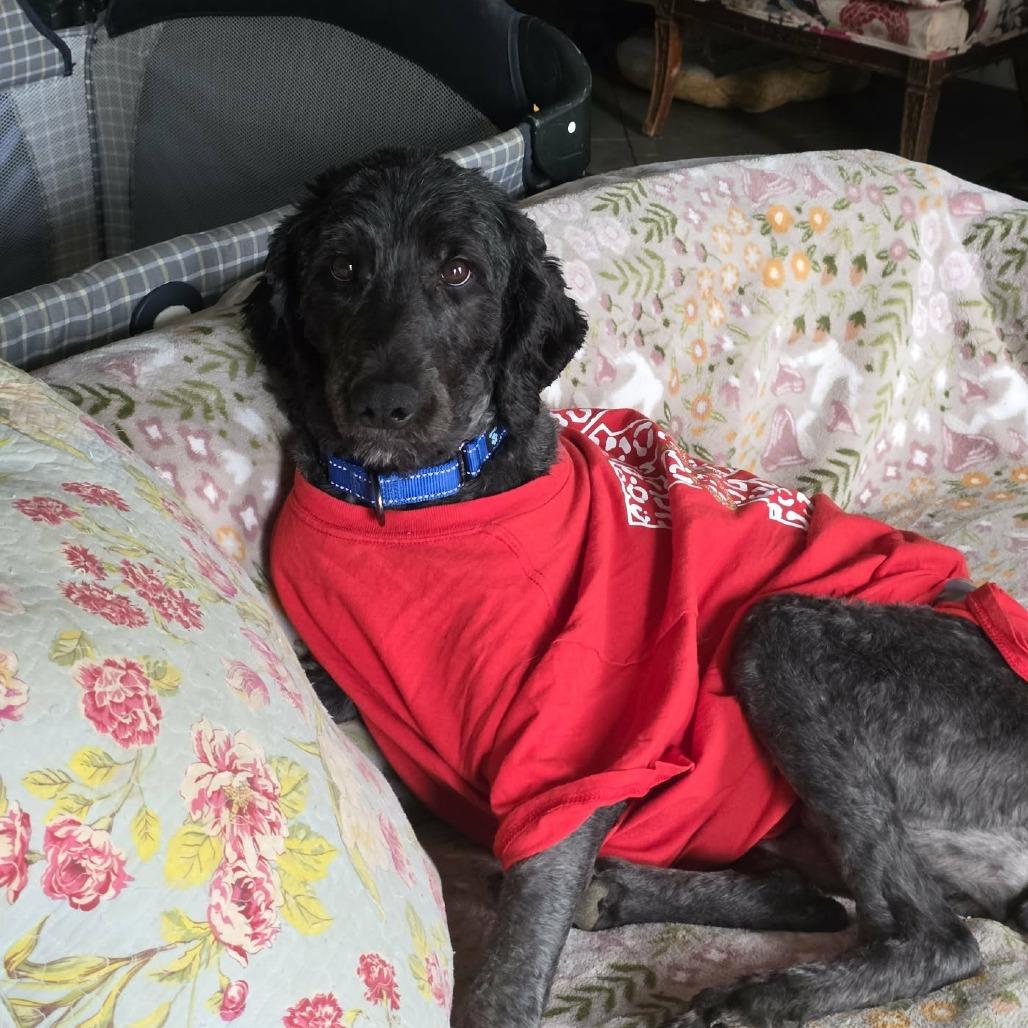 Enlarge Snow White, a Adoptable mixed breed in Overland Park, KS image 2/5