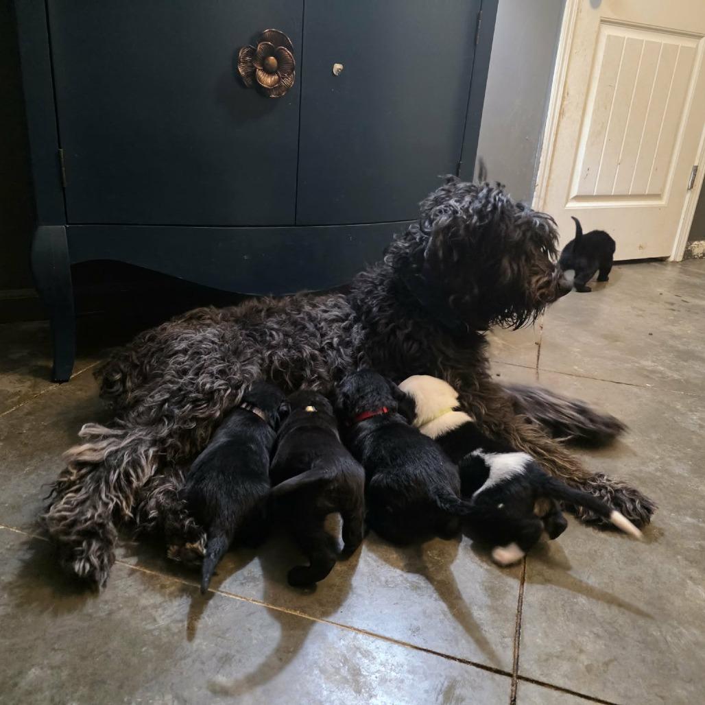 Enlarge Snow White, a Adoptable mixed breed in Overland Park, KS image 4/5