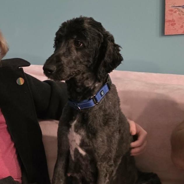 Enlarge Snow White, a Adoptable mixed breed in Overland Park, KS image 5/5