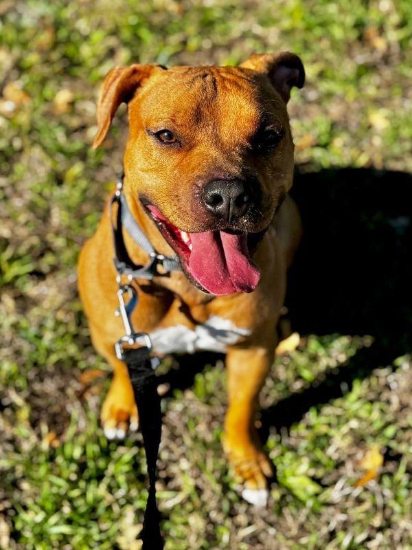 Saul, Adoptable, Adult Male Mixed Breed & English Staffordshire Bull Terrier.