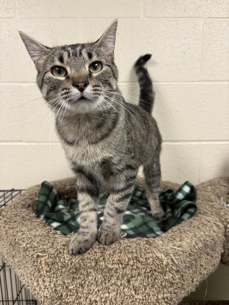 Milly, adopted, Young Female Domestic Short Hair.