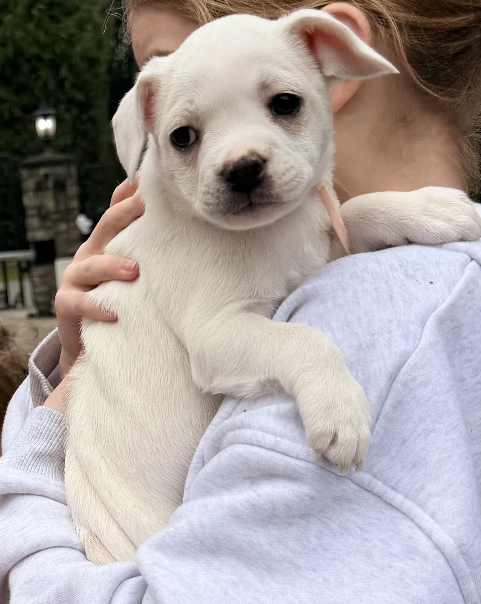Enlarge Cupcake , a ADOPTABLE mixed breed in Bonney Lake, WA image 6/6