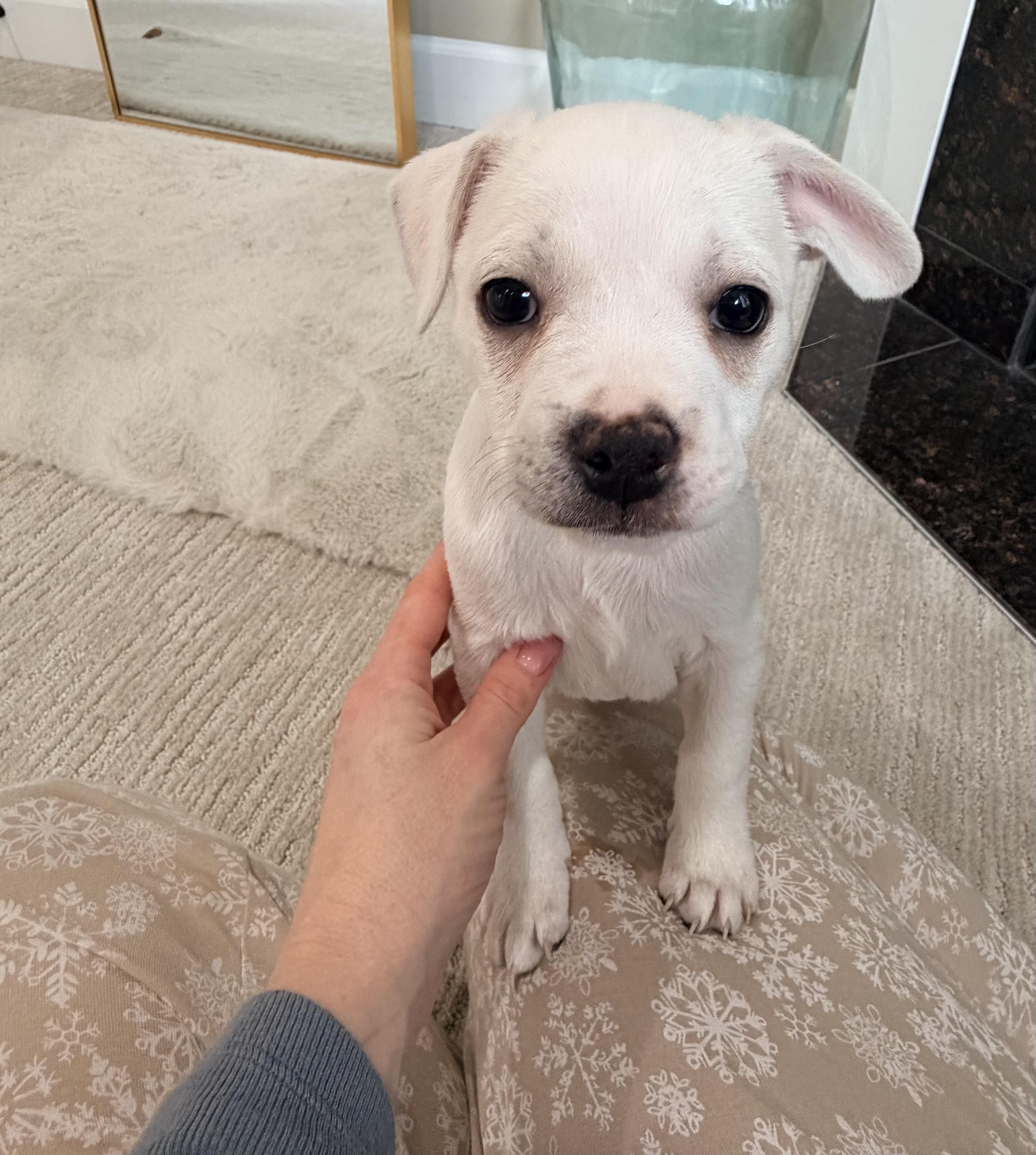 Enlarge Cupcake , a ADOPTABLE mixed breed in Bonney Lake, WA image 3/6
