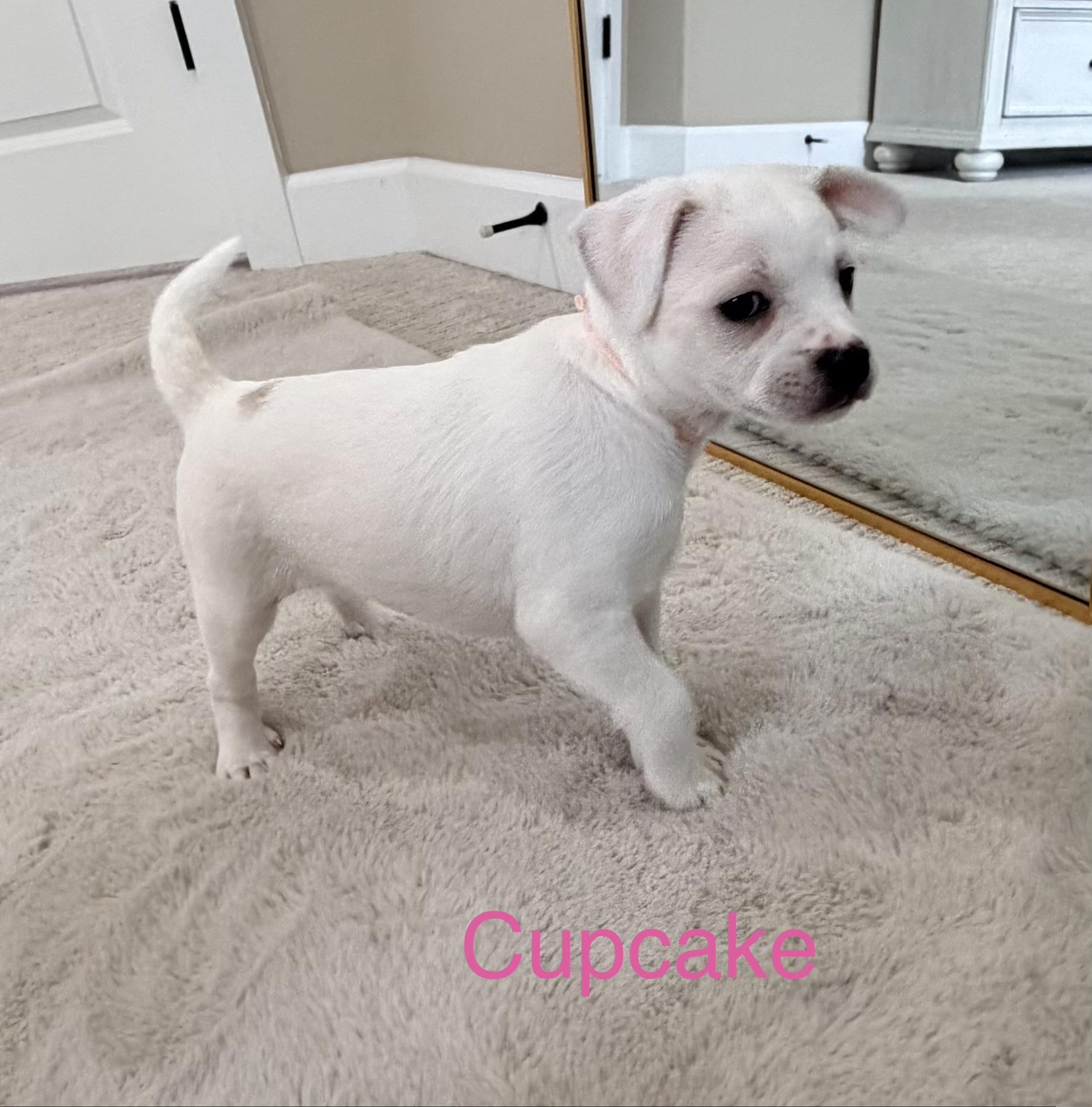 Cupcake , ADOPTABLE, Puppy Female French Bulldog & Chihuahua.