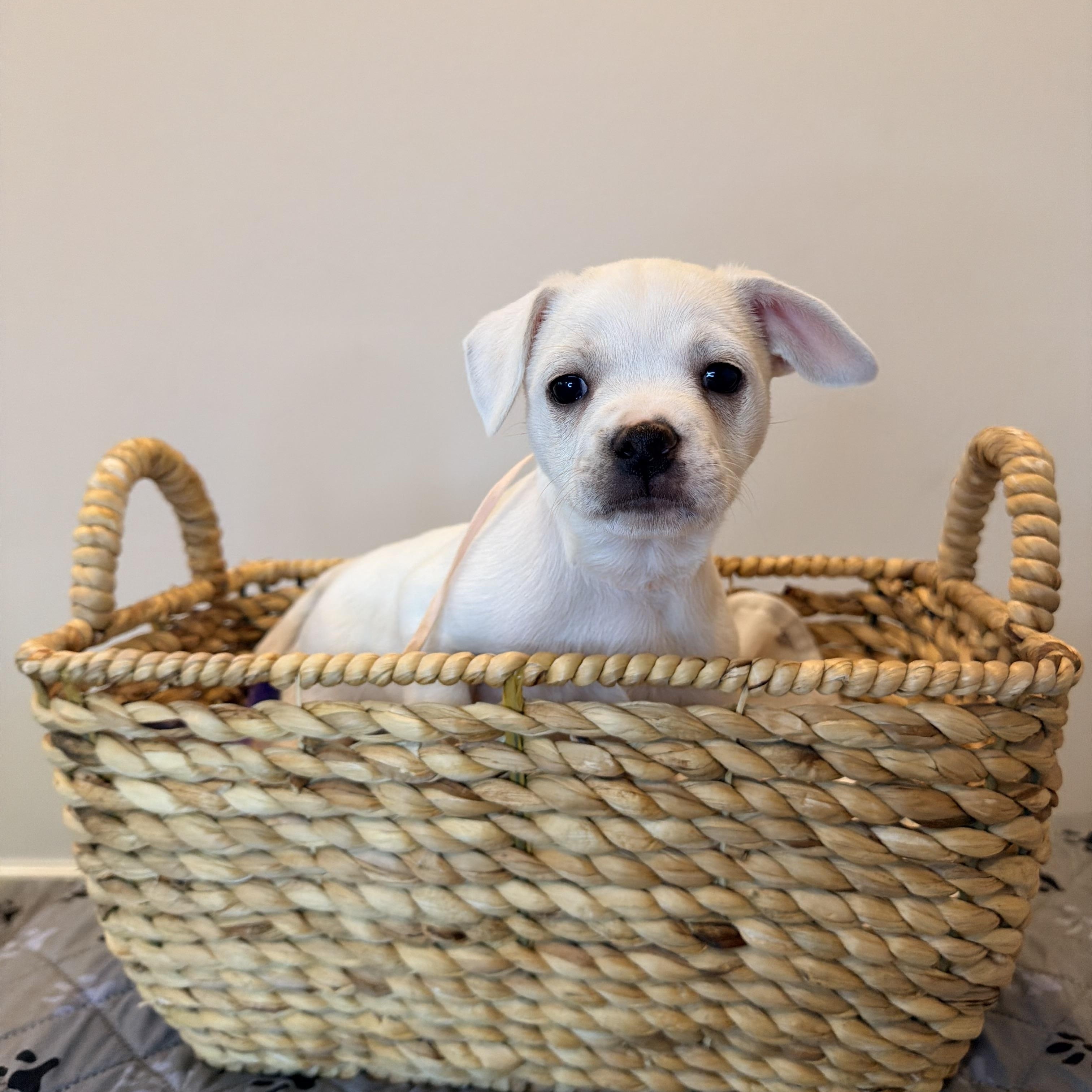 Enlarge Cupcake , a ADOPTABLE mixed breed in Bonney Lake, WA image 5/6