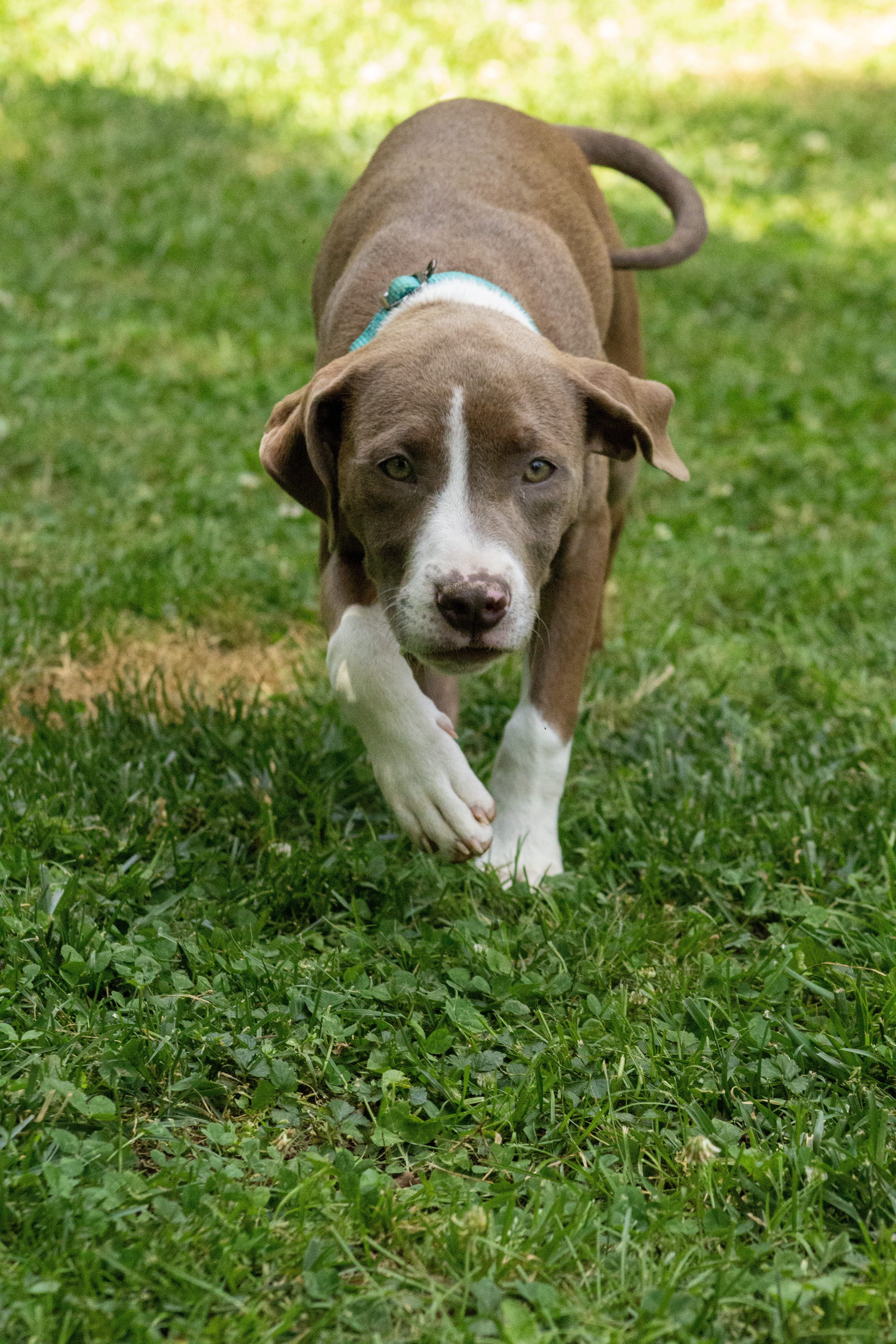 Kahlua, a Adopted Mixed Breed in Charlotte, NC image 3/3