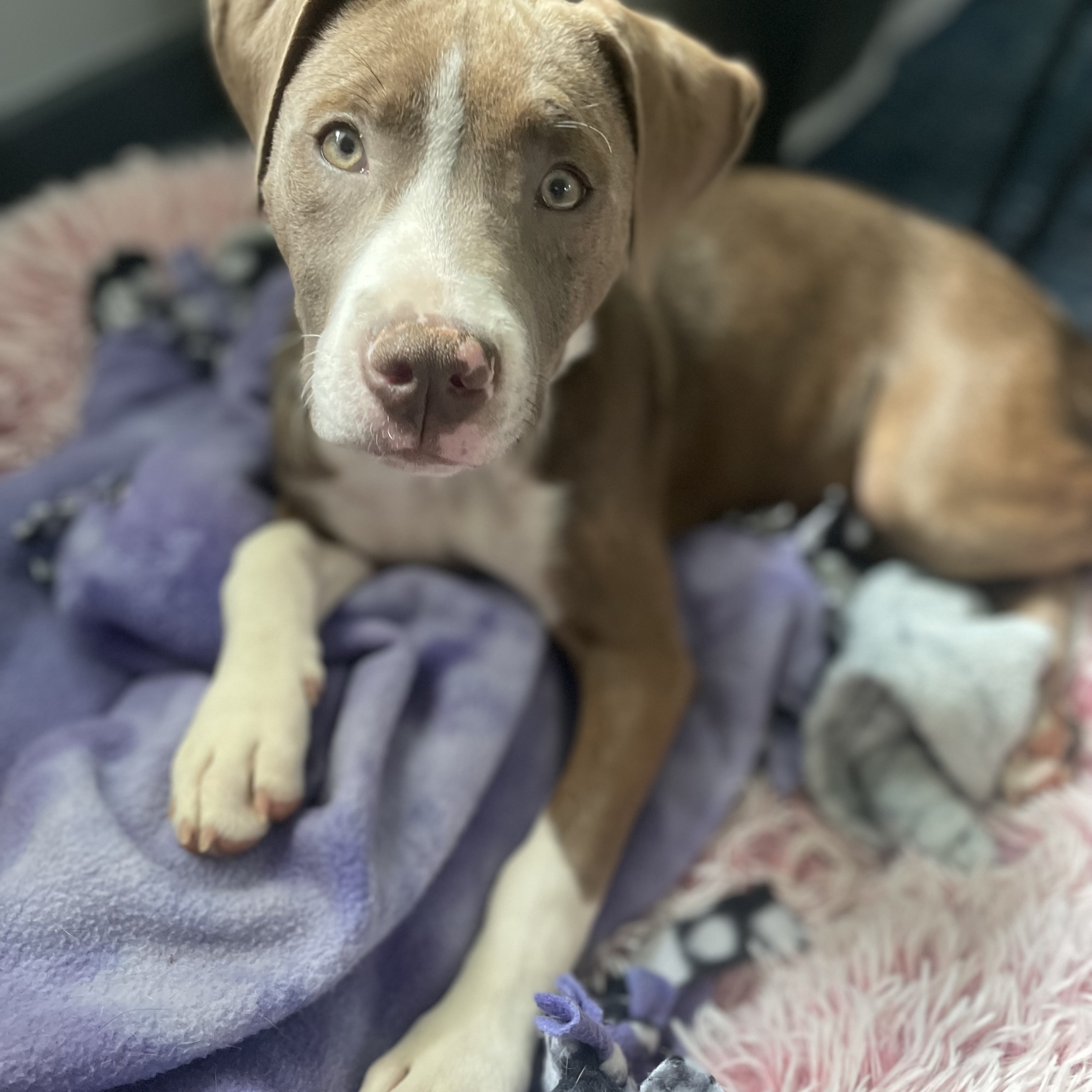 Kahlua, Adopted, Puppy Female Mixed Breed.