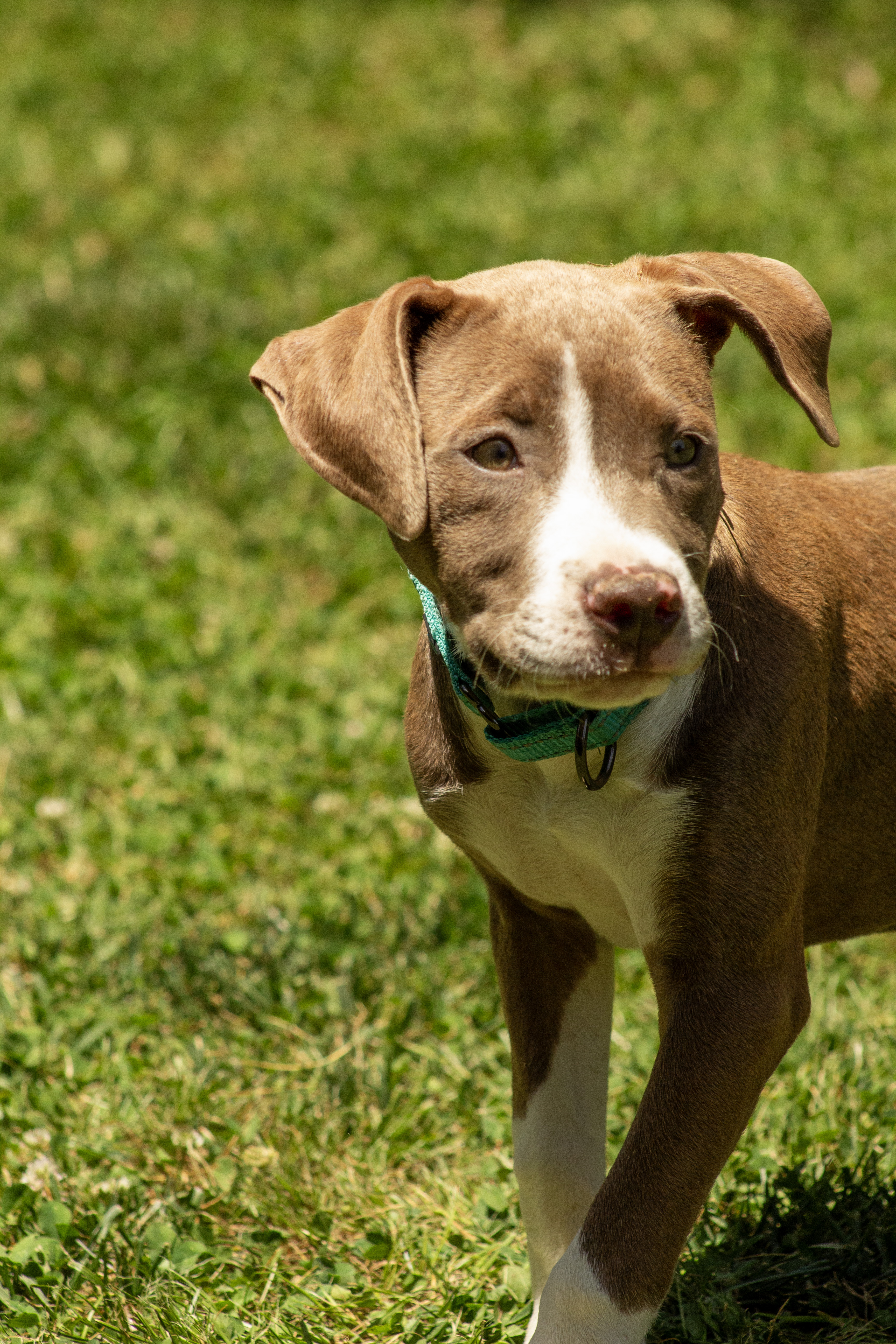 Kahlua, a Adopted Mixed Breed in Charlotte, NC image 2/3