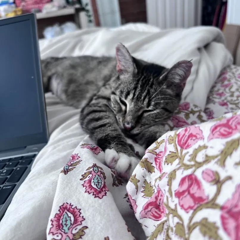 Enlarge Pixie, a Adoptable American Shorthair in Weehawken, NJ image 5/5