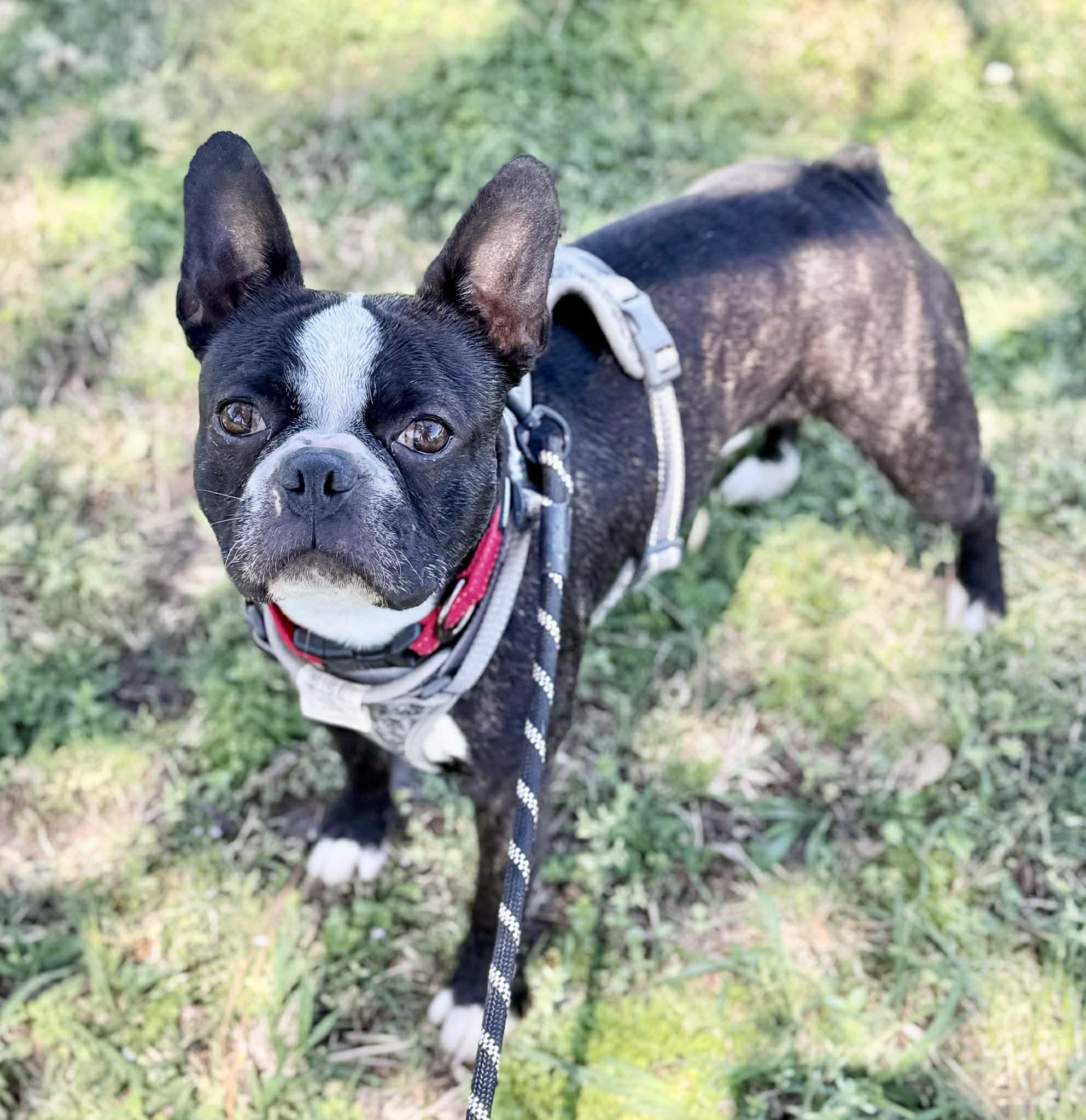 Spruce Goose, Adoptable, Adult Male Boston Terrier.