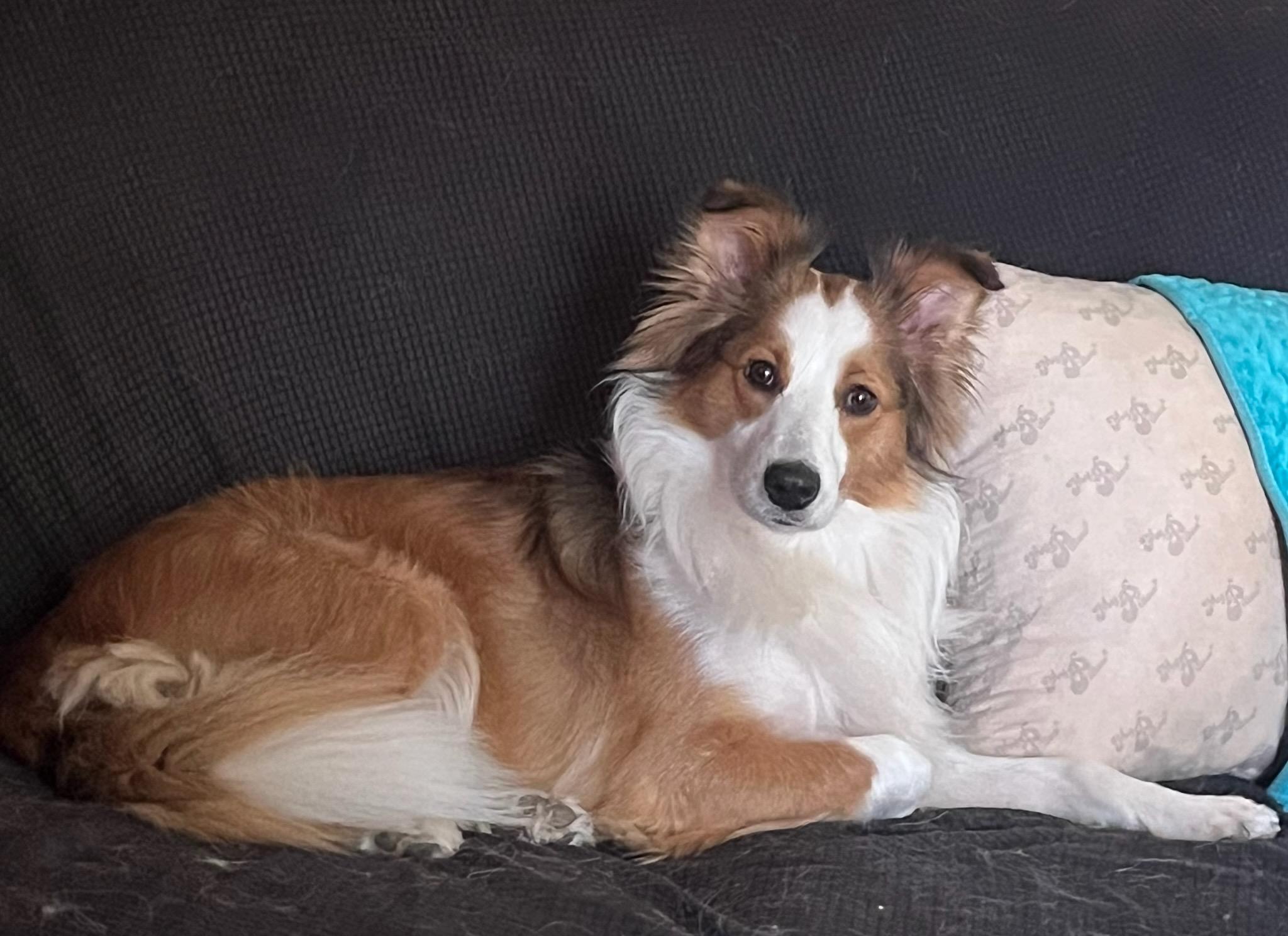 Enlarge Whisper - Toronto, a ADOPTABLE Shetland Sheepdog / Sheltie in York, ON image 2/5