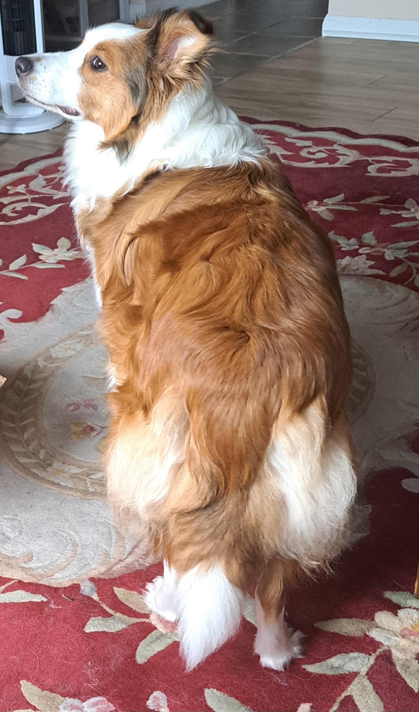 Enlarge Whisper - Toronto, a ADOPTABLE Shetland Sheepdog / Sheltie in York, ON image 3/5