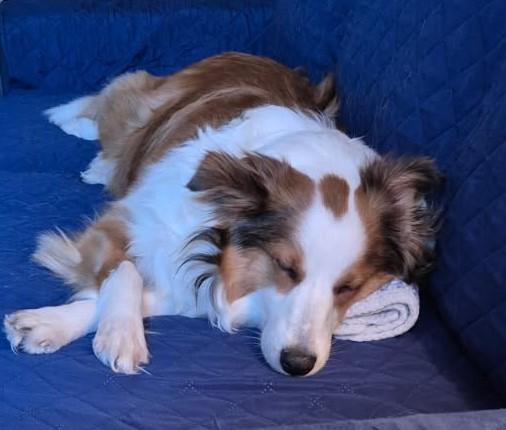 Enlarge Whisper - Toronto, a ADOPTABLE Shetland Sheepdog / Sheltie in York, ON image 5/5