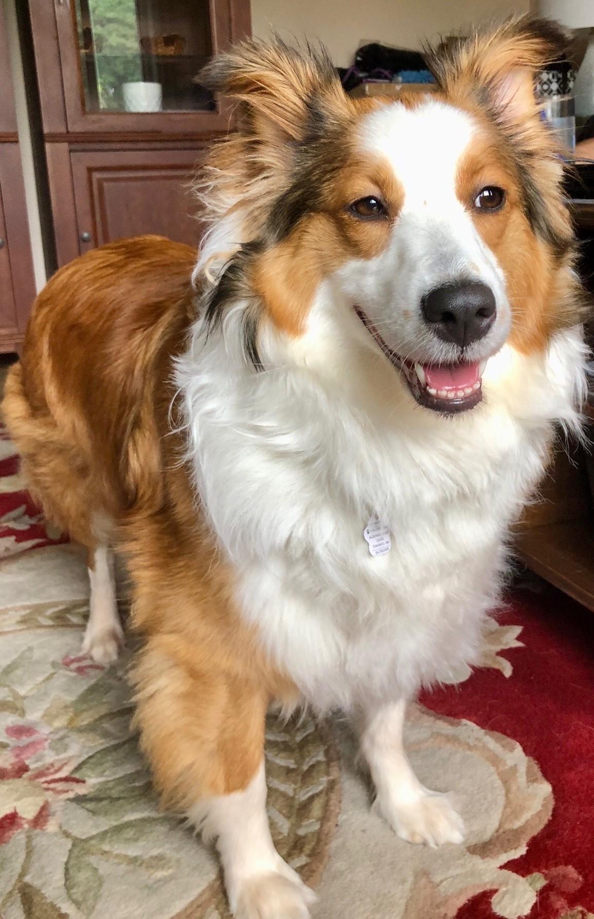 Enlarge Whisper - Toronto, a ADOPTABLE Shetland Sheepdog / Sheltie in York, ON image 4/5