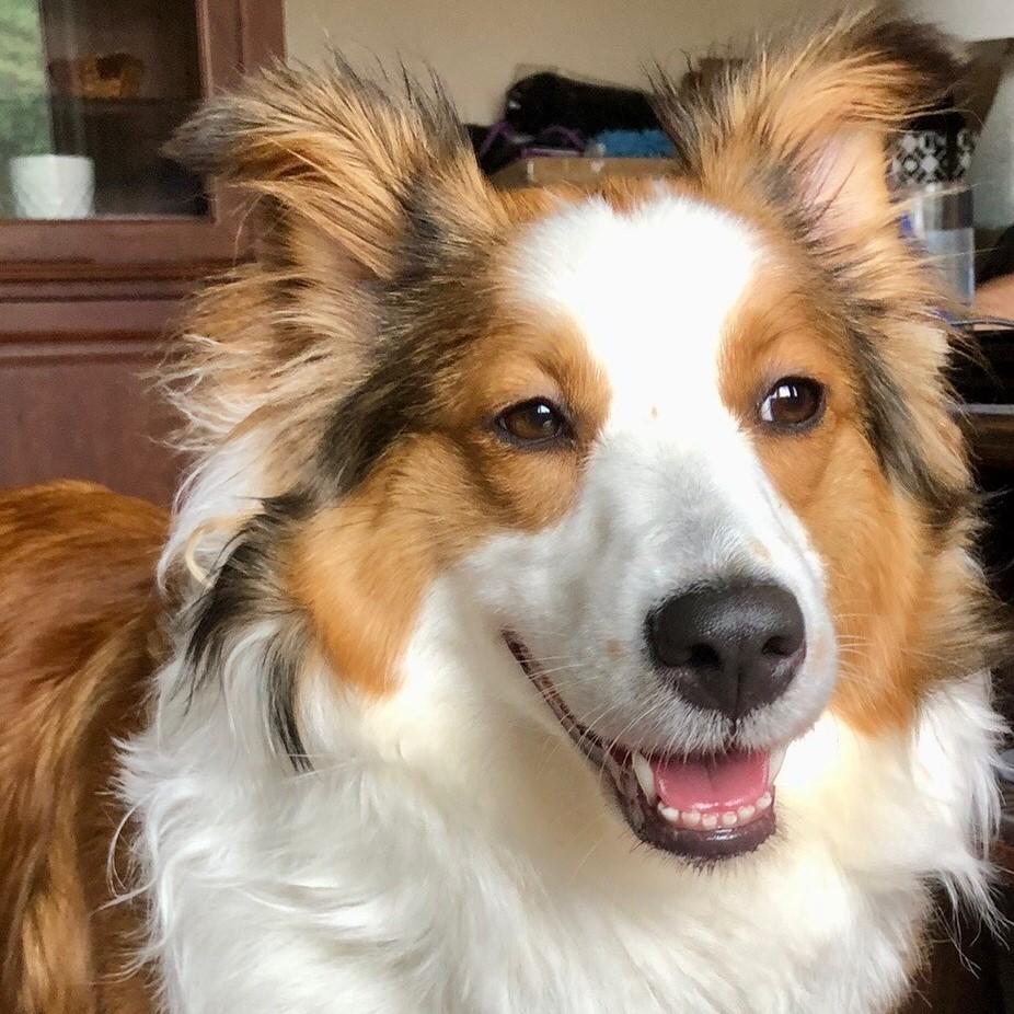 Whisper - Toronto, ADOPTABLE, Young Female Shetland Sheepdog / Sheltie.