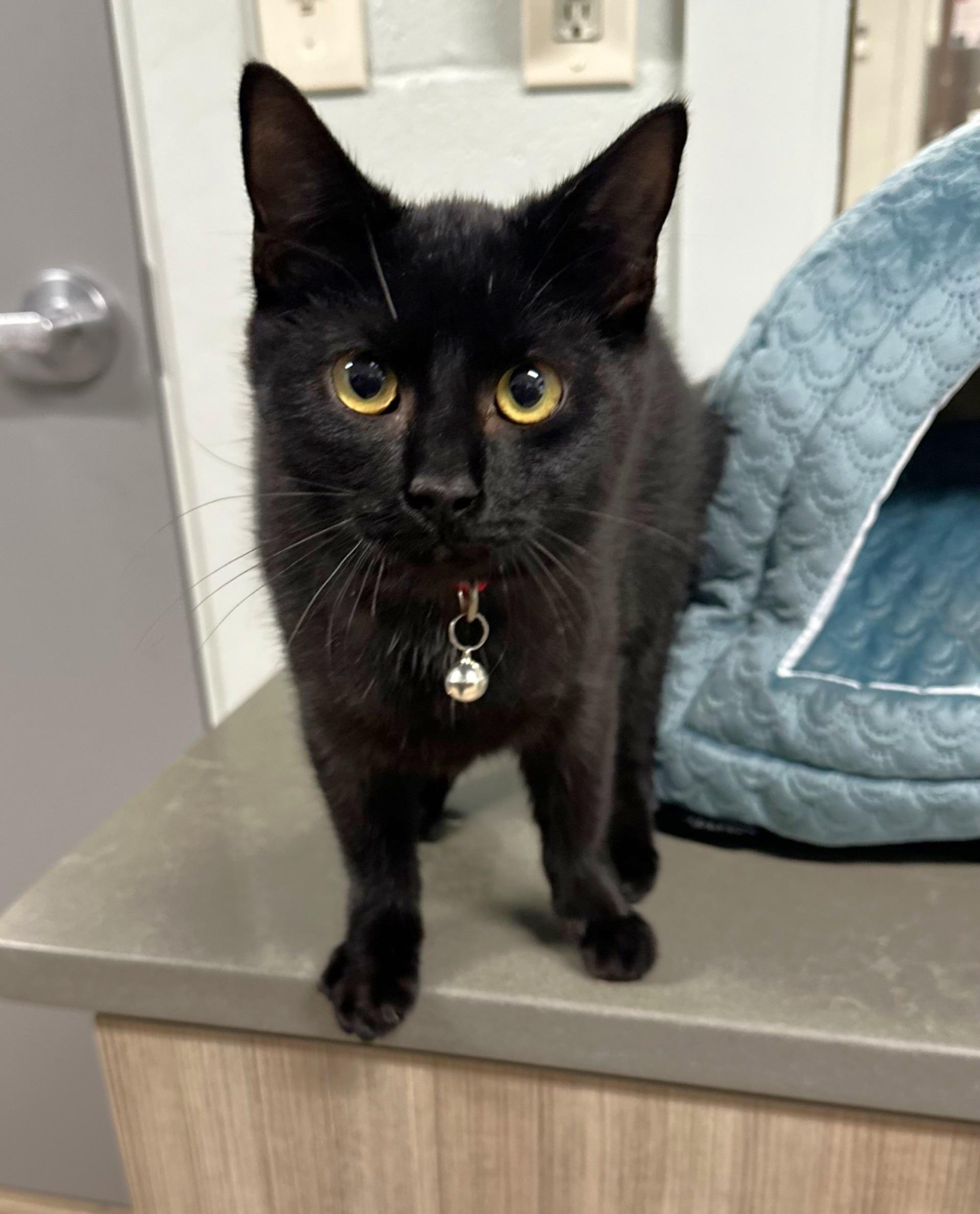 Enlarge Jolly, a Adoptable mixed breed in Lufkin, TX image 2/3