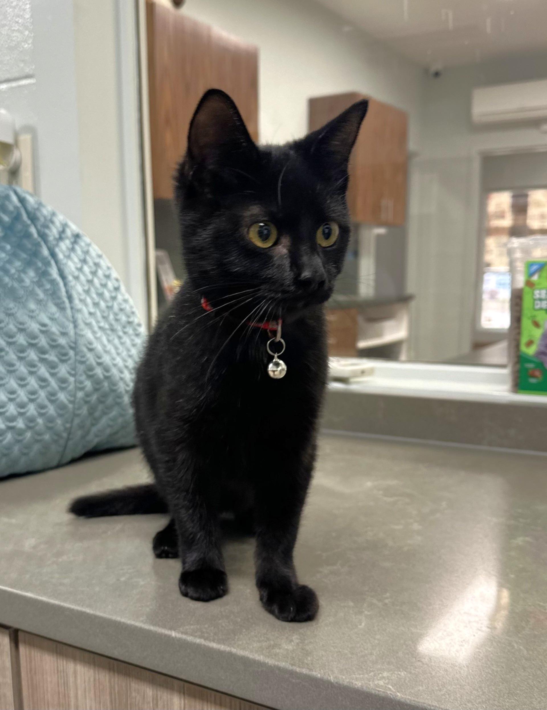 Enlarge Jolly, a Adoptable mixed breed in Lufkin, TX image 3/3