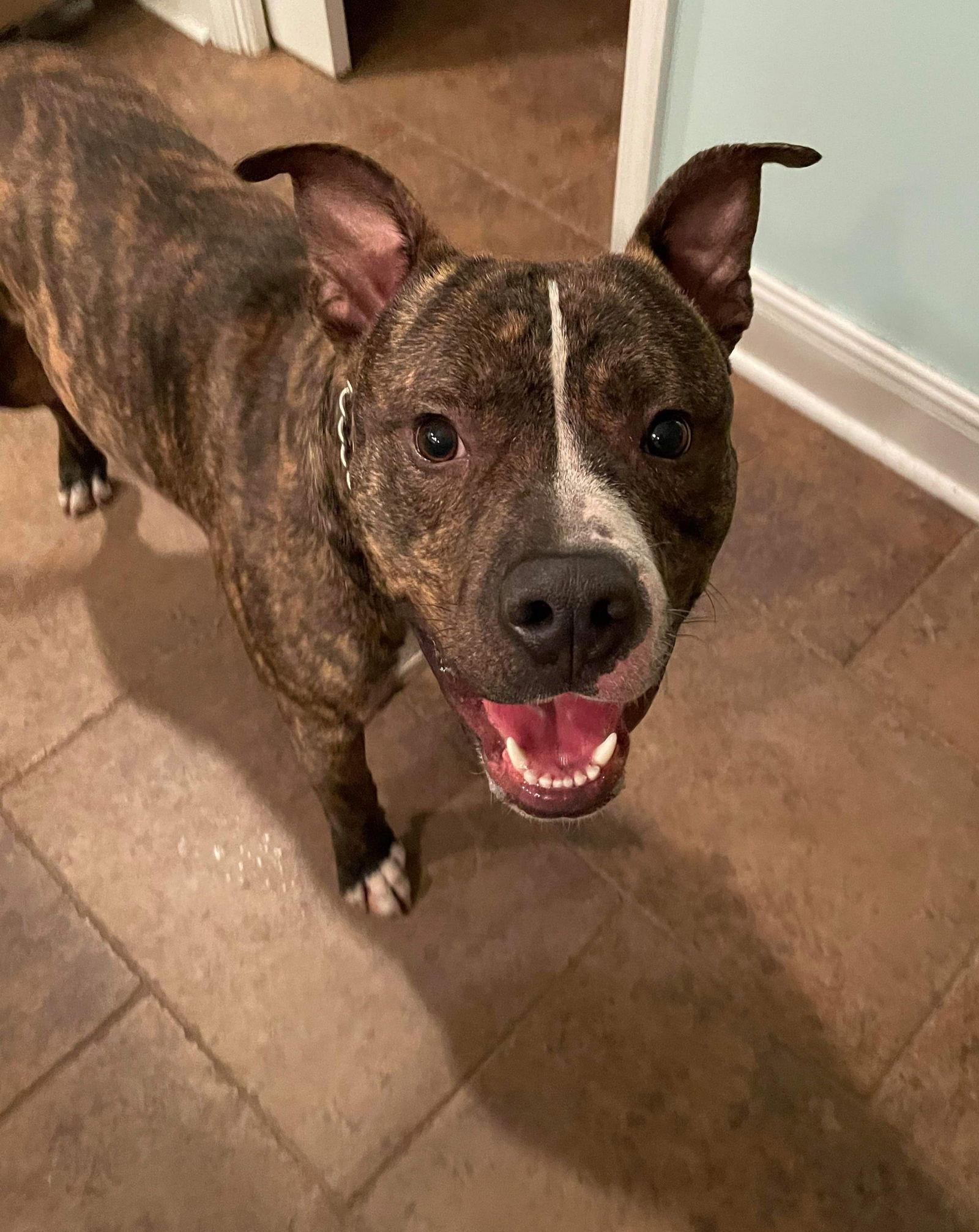 Alvin, Adoptable, Young Male Terrier.