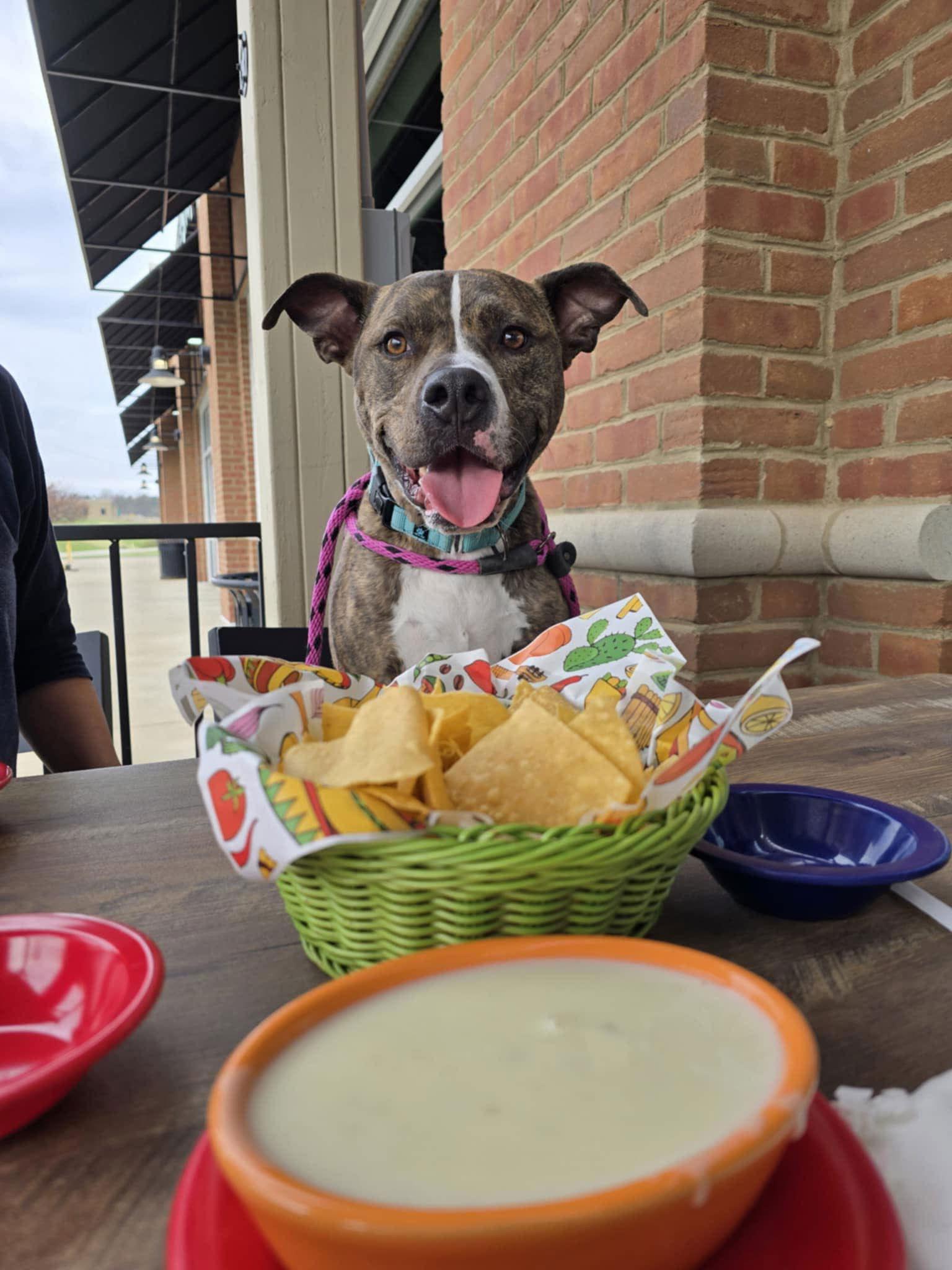 Enlarge Alvin, a Adoptable Terrier in Columbus, IN image 3/3