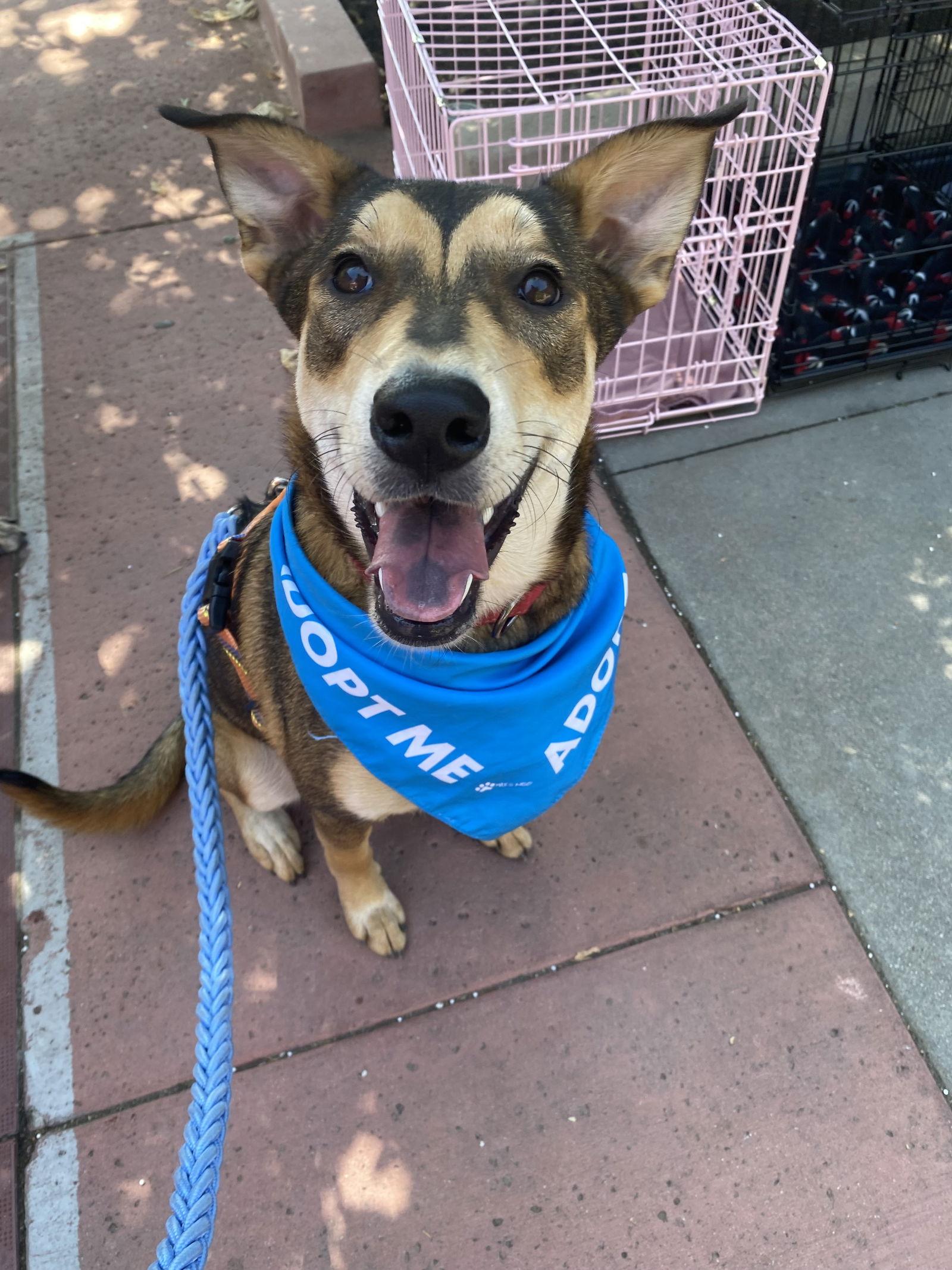 Katara, Adoptable, Puppy Female Shepherd.