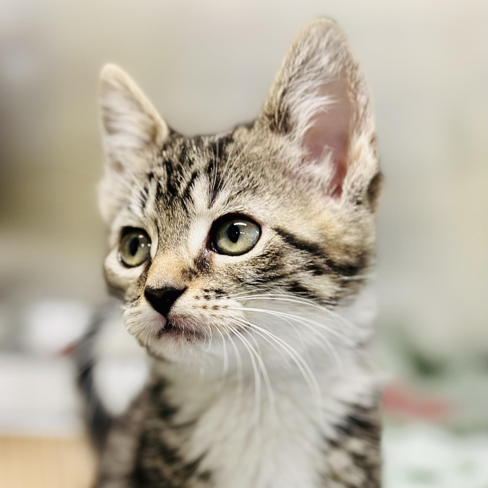 April - Adoptable Pet | Petfinder | Petfinder