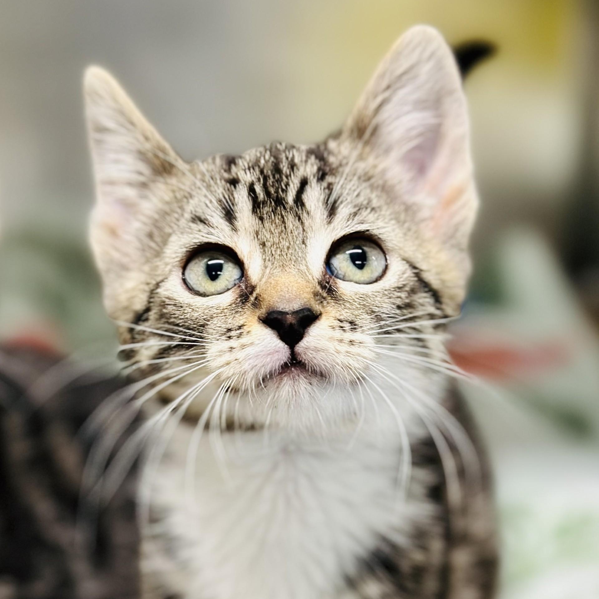 April - Adoptable Pet | Petfinder | Petfinder