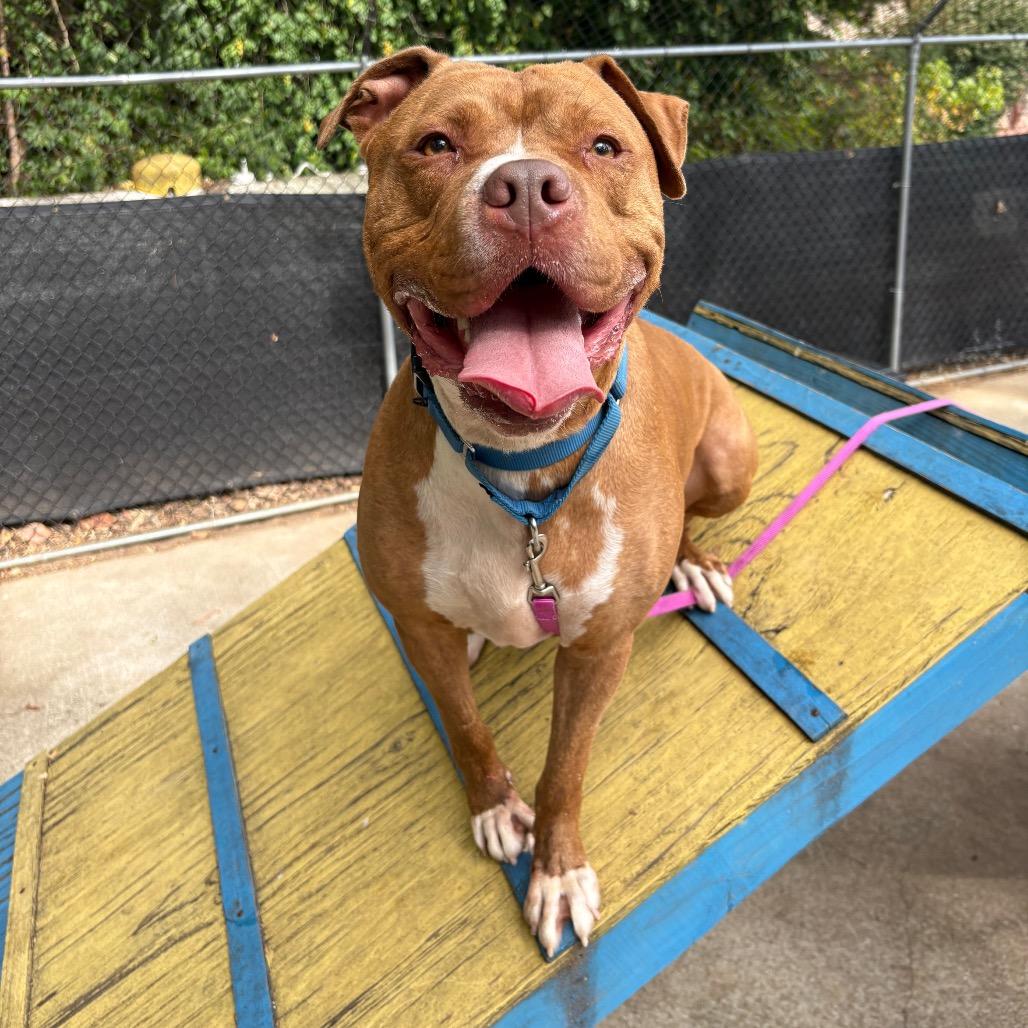 Enlarge Fisher, a Adoptable Mixed Breed in Edwardsville, IL image 1/6