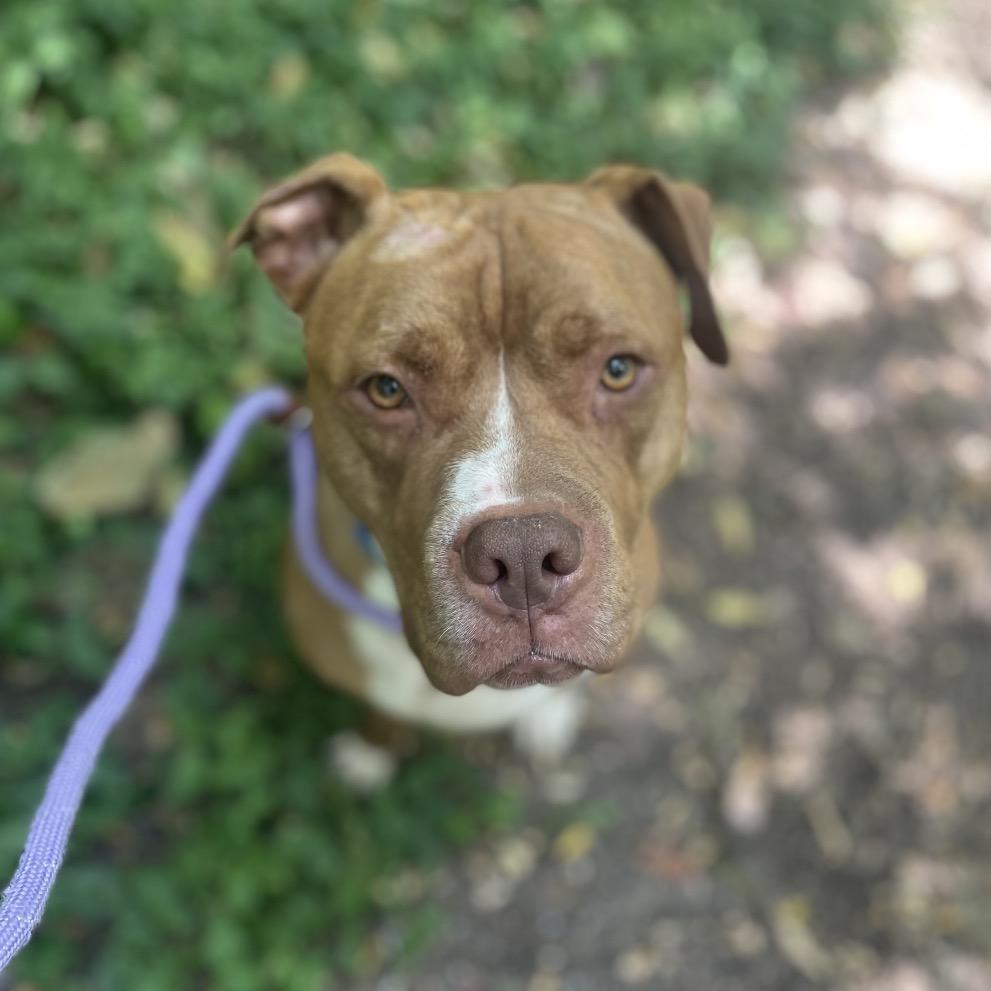 Enlarge Fisher, a Adoptable Mixed Breed in Edwardsville, IL image 5/6